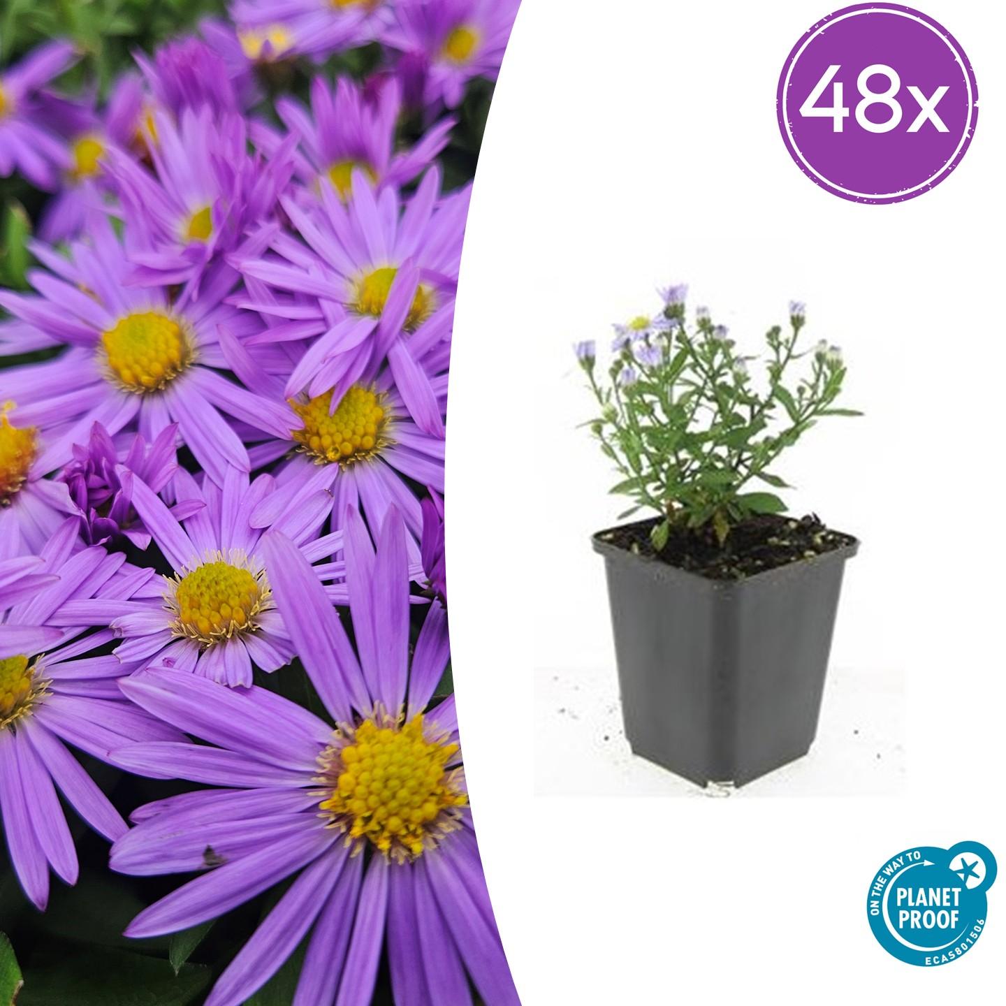 Aster (D) 'Prof. Anton Kippenberg' potmaat 9 cm hoogte 10 tot 25 cm