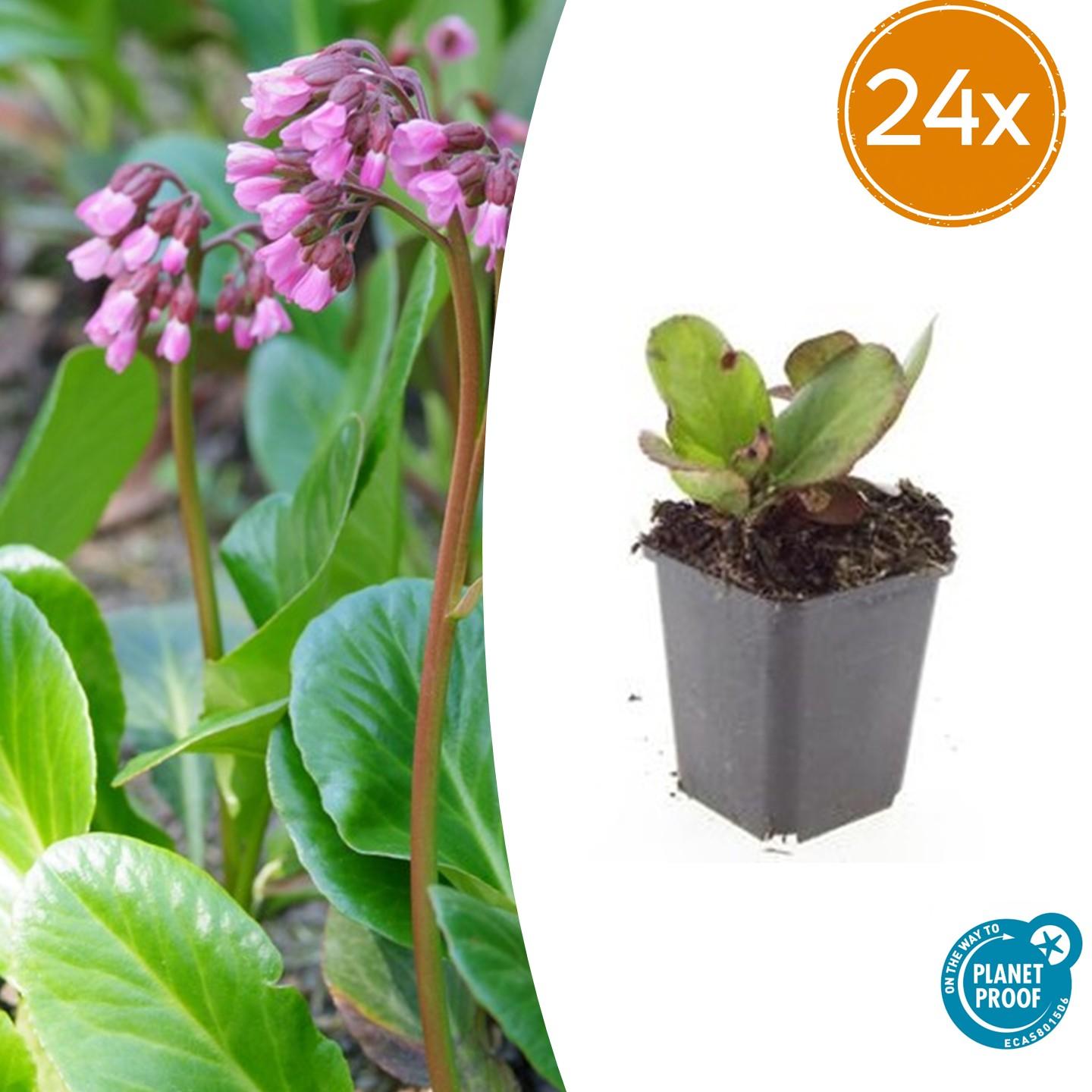 Bergenia cordifolia 'Herbstblüte' potmaat 9 cm hoogte 10 tot 25 cm
