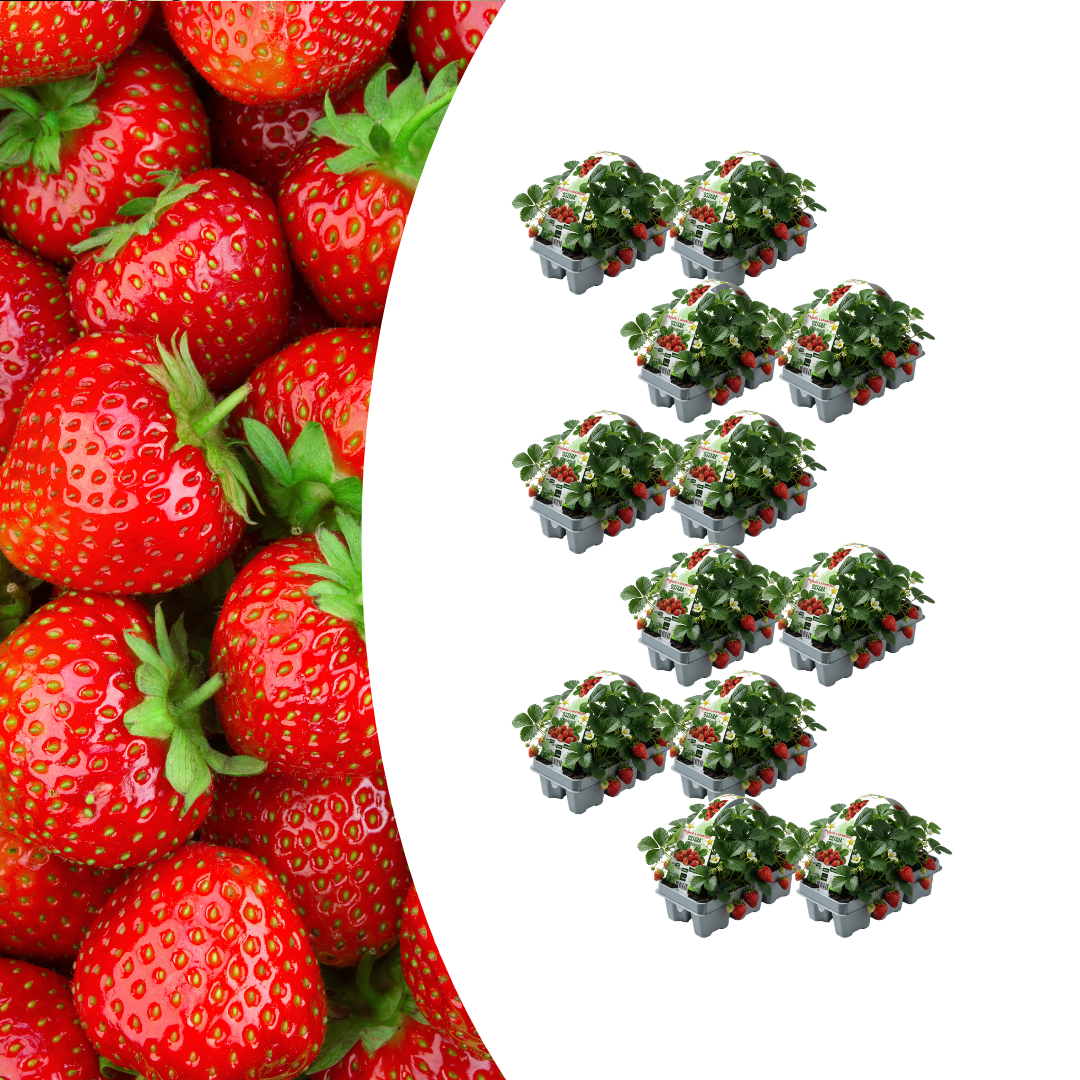 Aardbeien (Fragaria) 100% biologisch (6 pack) potmaat 7 cm hoogte 15 cm