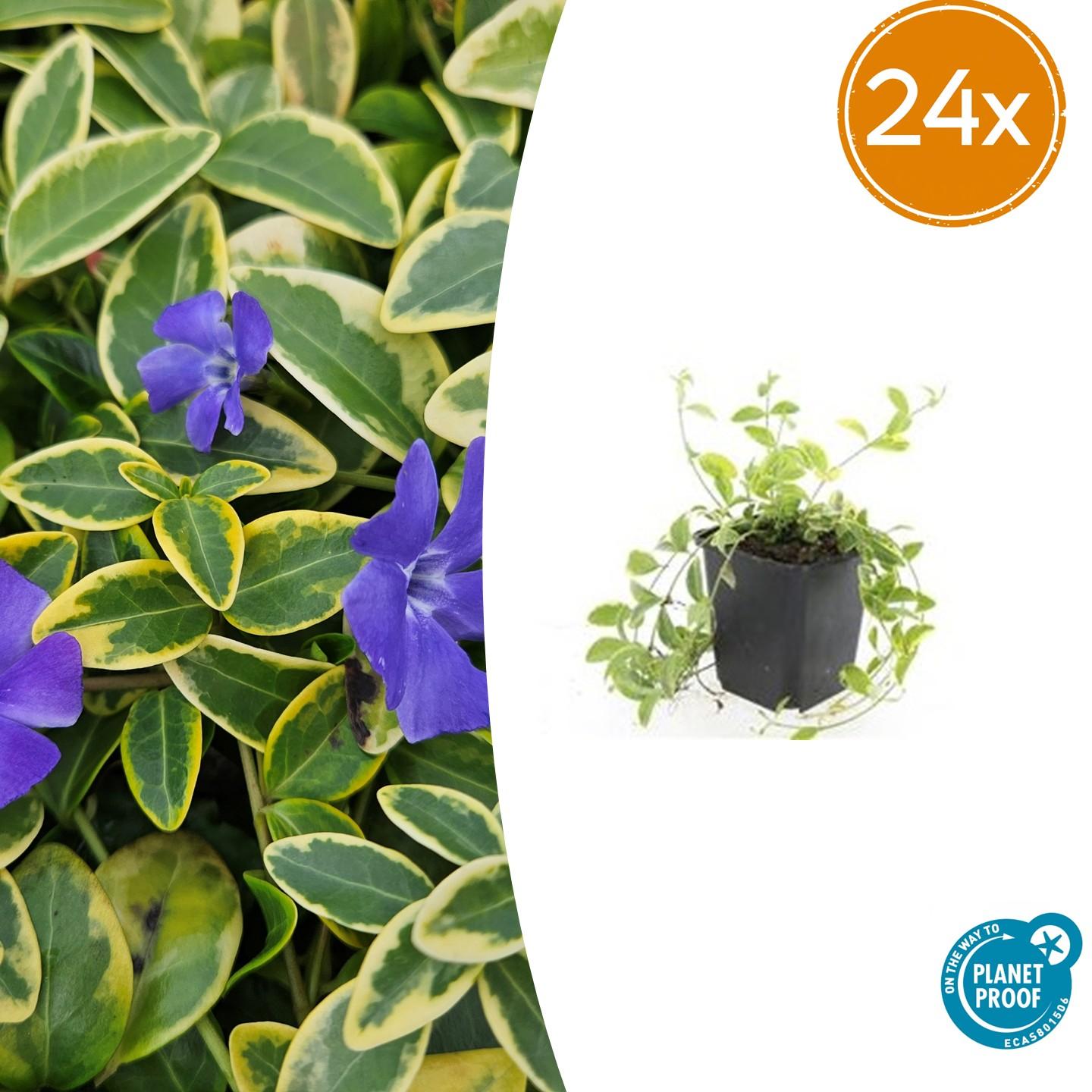 Vinca minor 'Aureovariegata' potmaat 9 cm hoogte 10 tot 25 cm