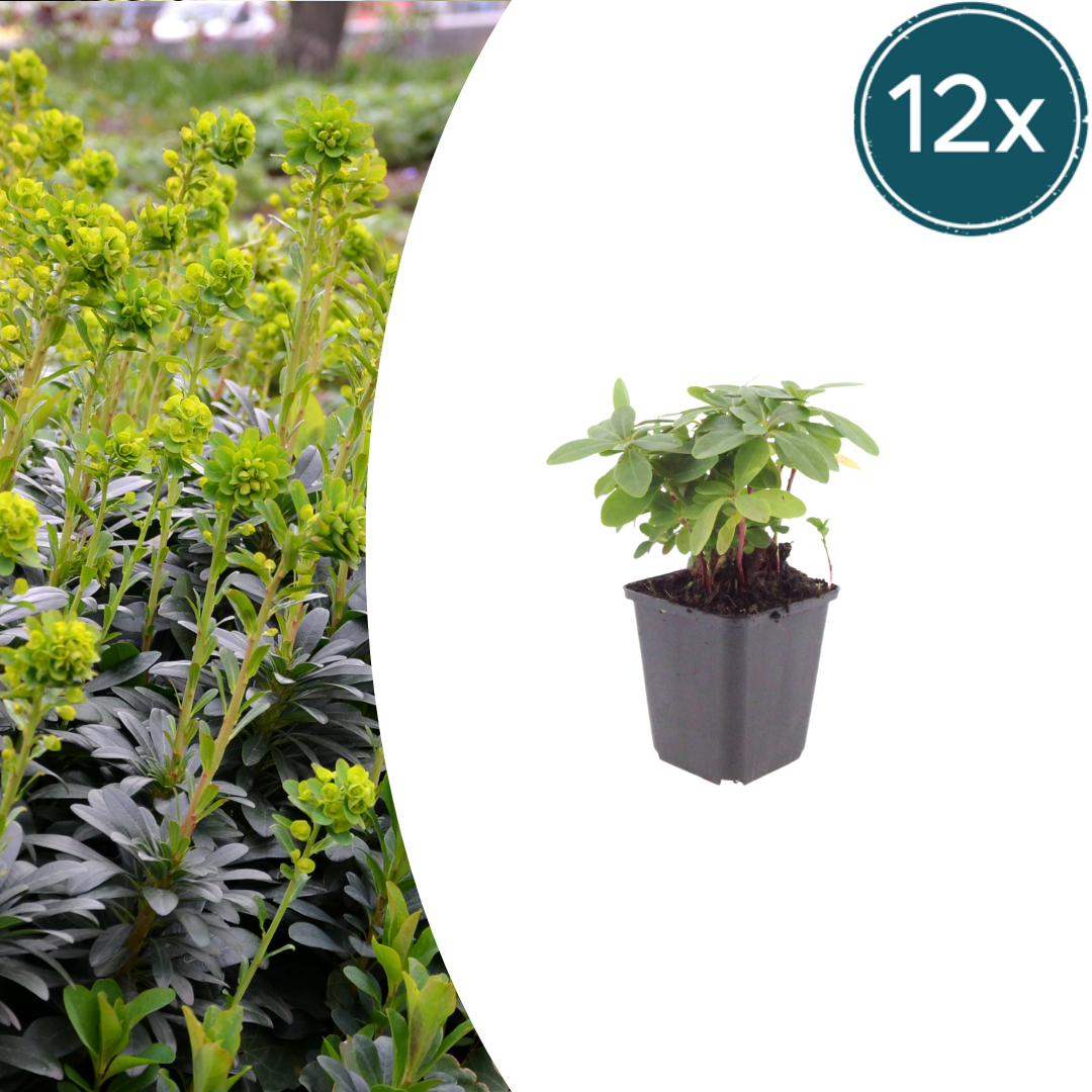Euphorbia amygdal. robbiae potmaat 9 cm hoogte 10 tot 25 cm