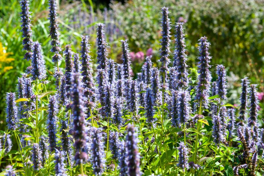 Agastache 'Black Adder' potmaat 9 cm hoogte 10 tot 25 cm
