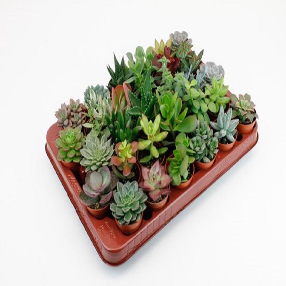 Succulenten Mix (30 stuks) potmaat 6 cm