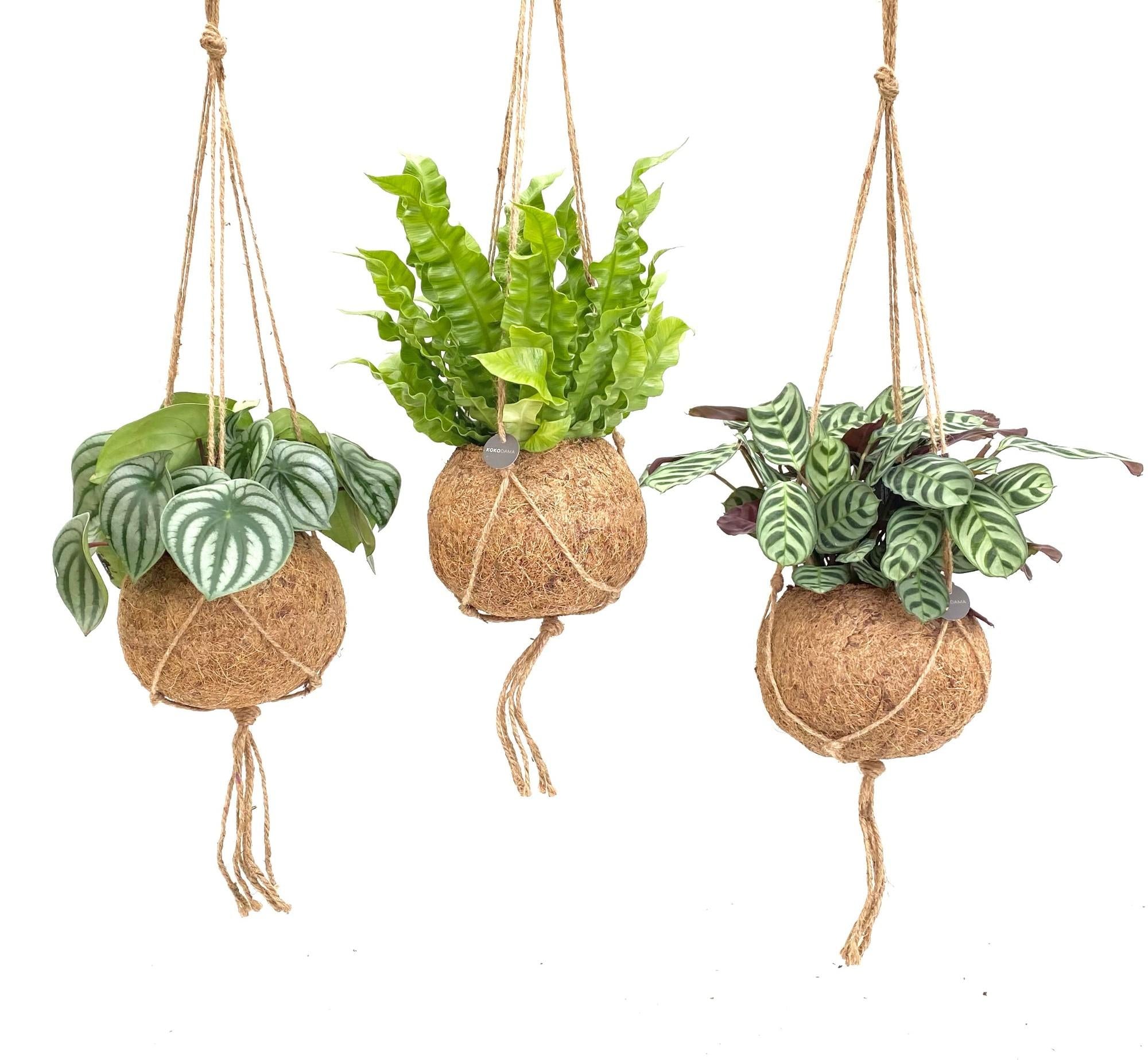 Kokodama Jungle Mix (3 stuks) potmaat 17 cm hoogte 28 cm