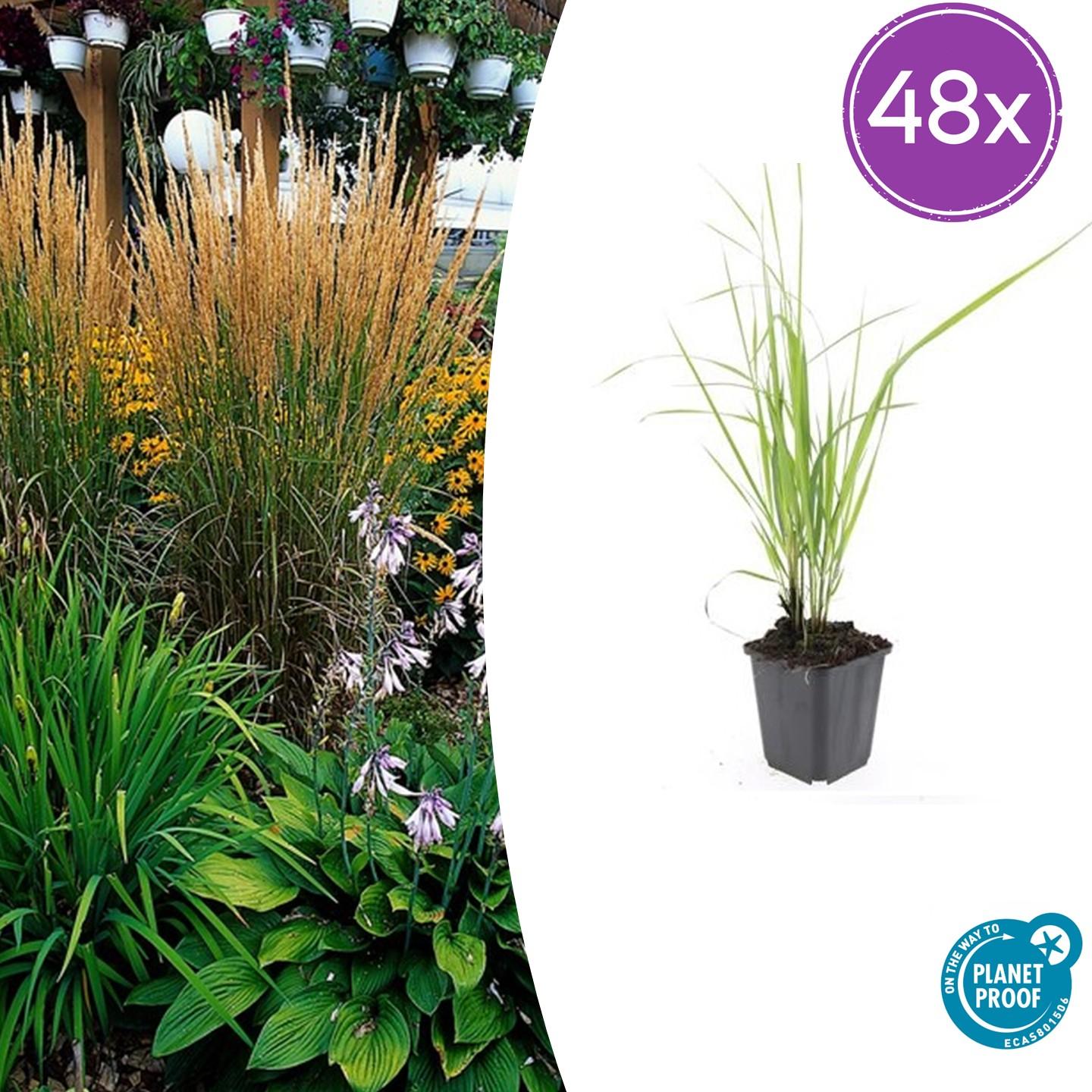 Calamagrostis acut. 'Karl Foerster' potmaat 9 cm hoogte 10 tot 25 cm