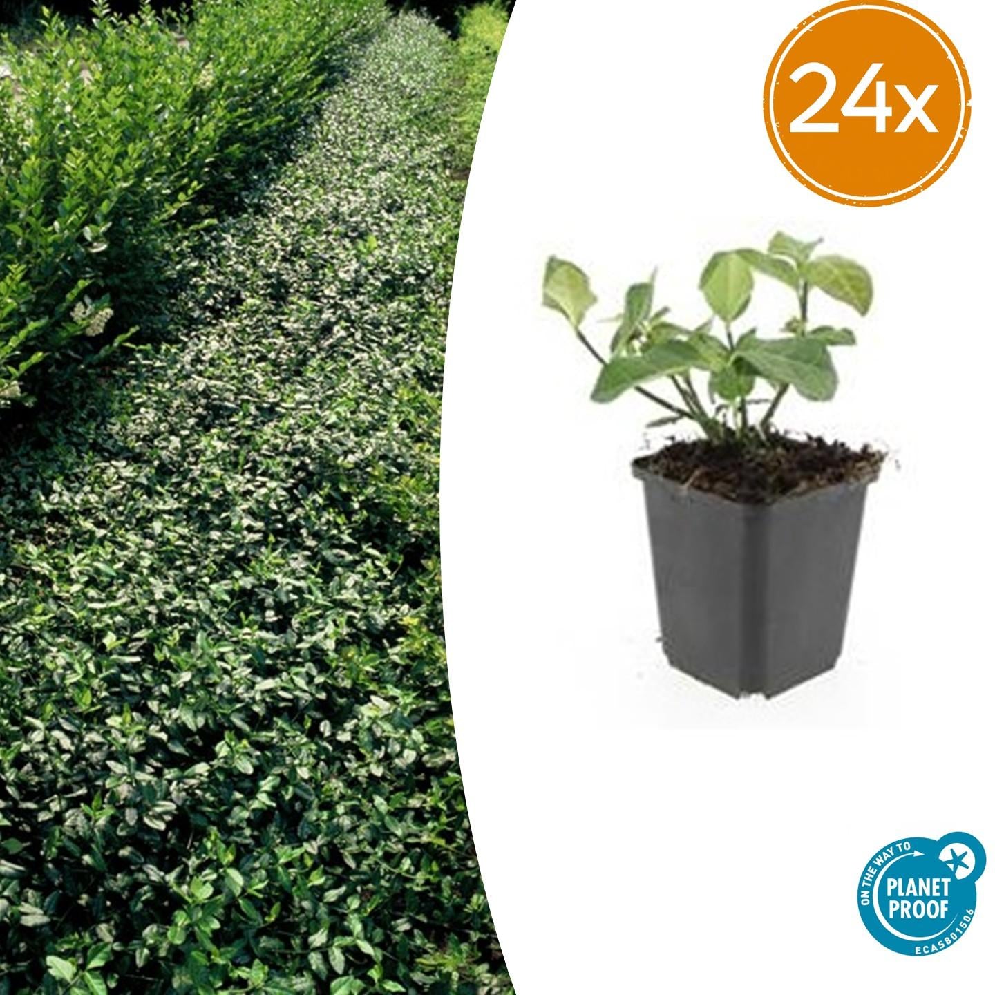 Euonymus fort. 'Dart's Blanket' potmaat 9 cm hoogte 10 tot 25 cm