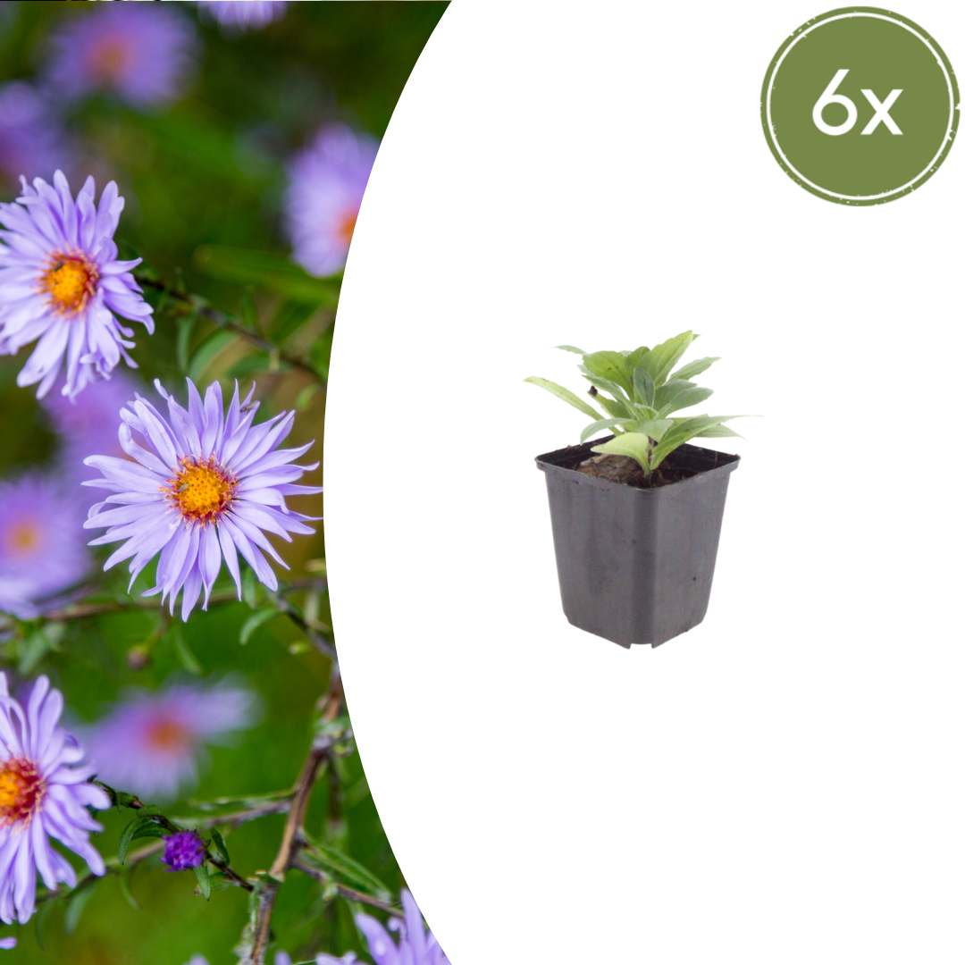 Aster frikartii 'Monch' potmaat 9 cm hoogte 10 tot 25 cm