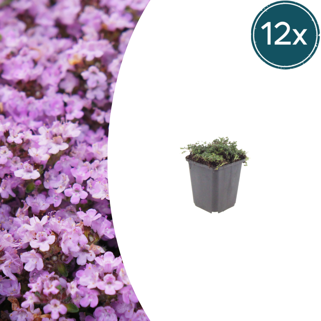 Thymus praecox 'Purple Beauty' potmaat 9 cm hoogte 10 tot 25 cm