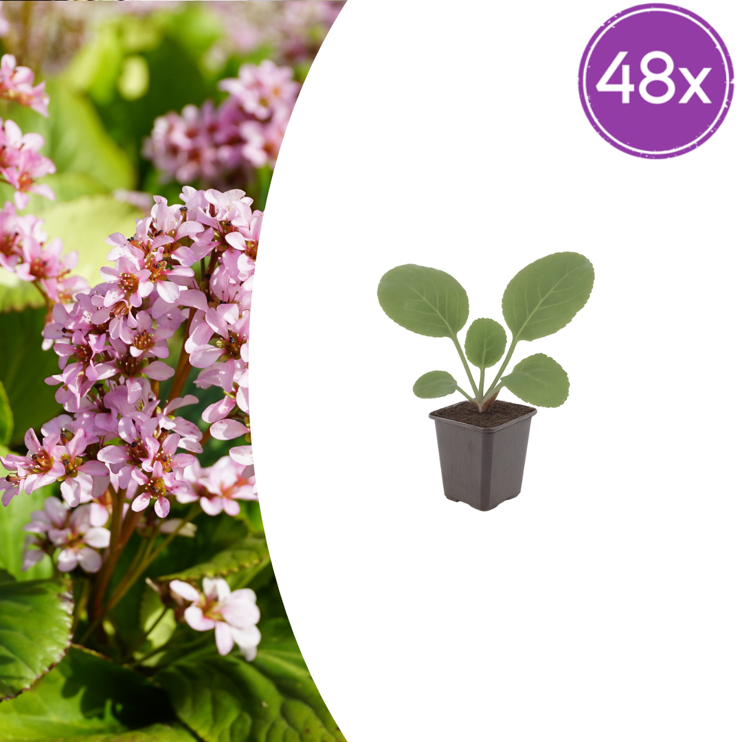 Bergenia cordifolia potmaat 9 cm hoogte 10 tot 25 cm