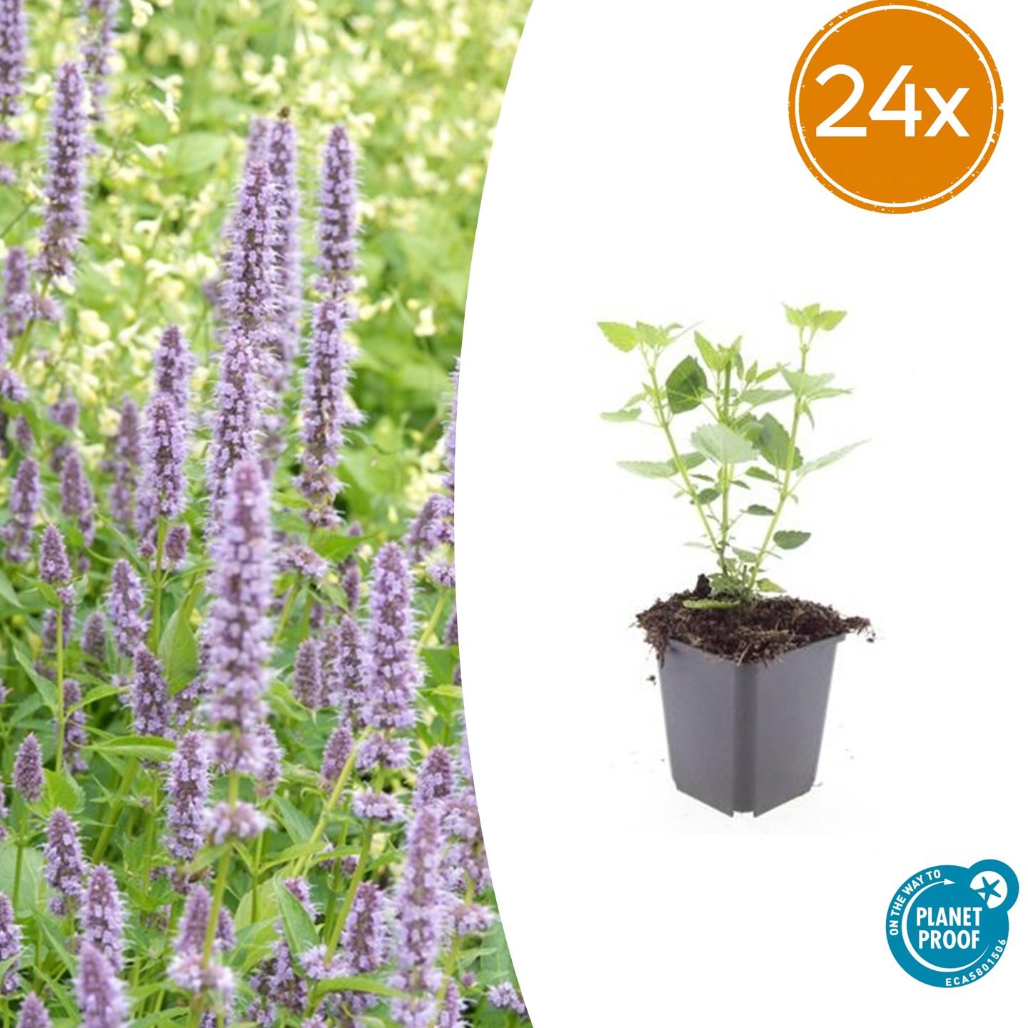 Agastache 'Blue Fortune' potmaat 9 cm hoogte 10 tot 25 cm