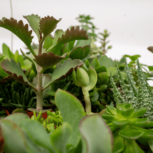 Succulenten Mix (10 stuks) potmaat 6 cm hoogte 7 cm