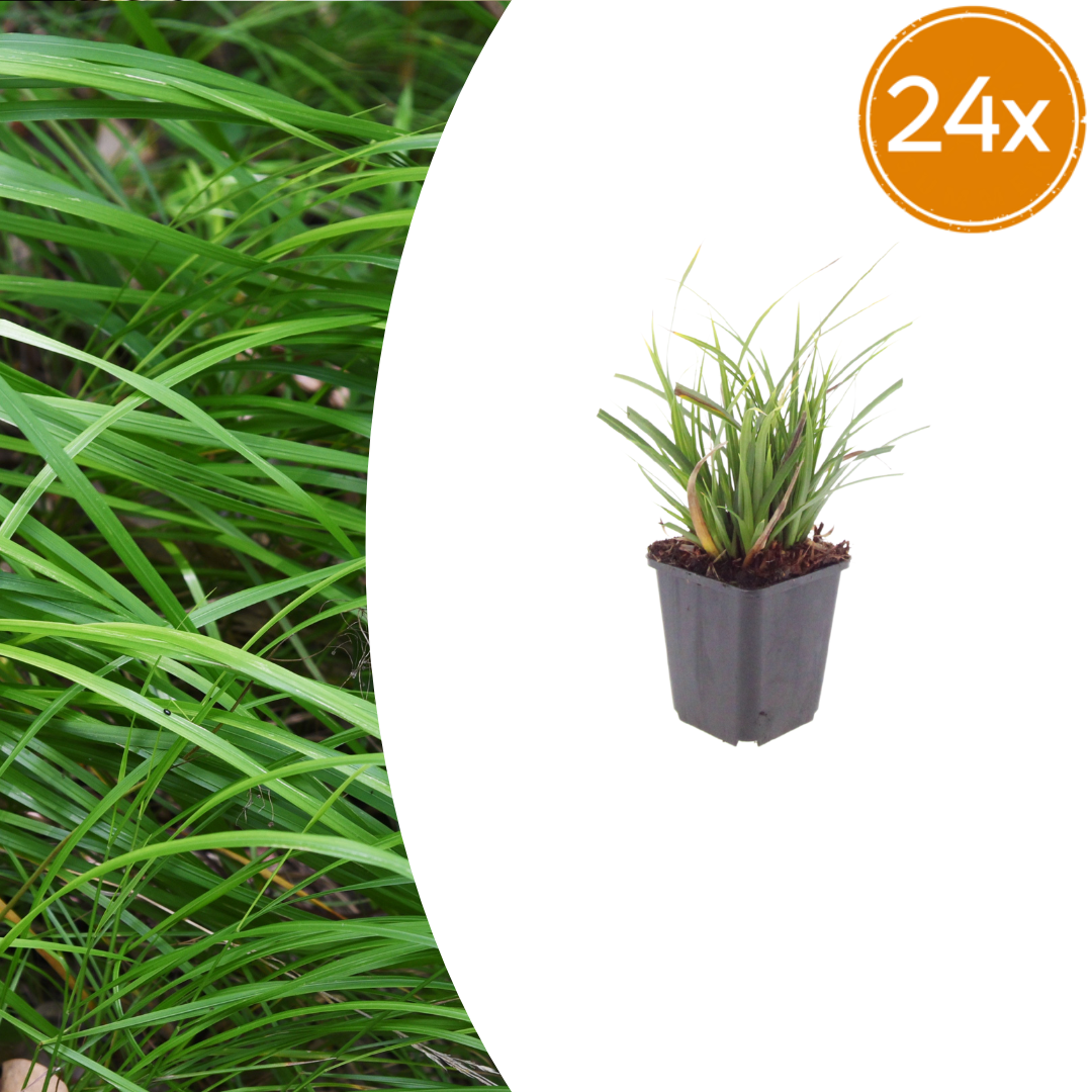 Carex morrowii potmaat 9 cm hoogte 10 tot 25 cm