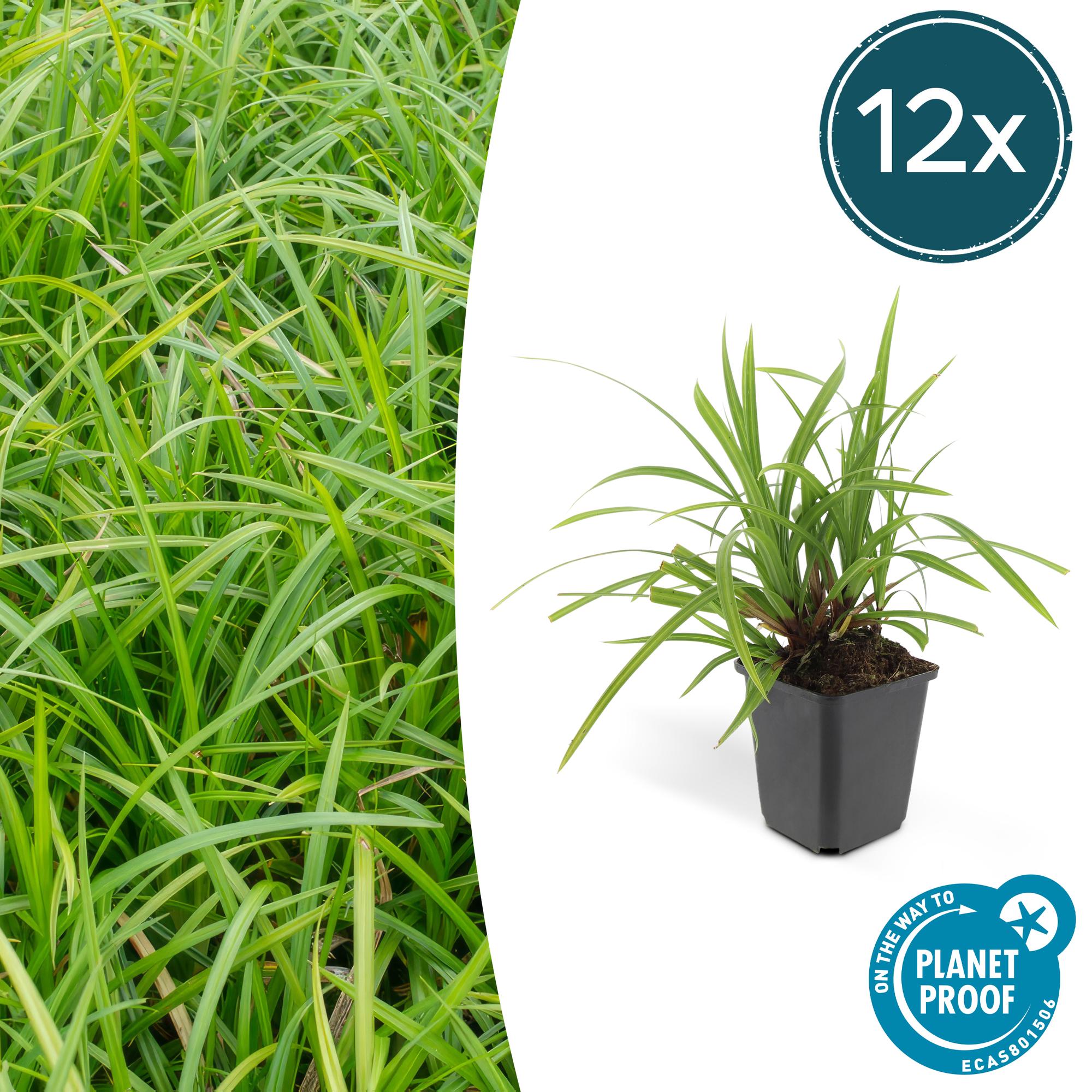 Carex morrowii 'Irish Green' potmaat 9 cm hoogte 10 tot 25 cm