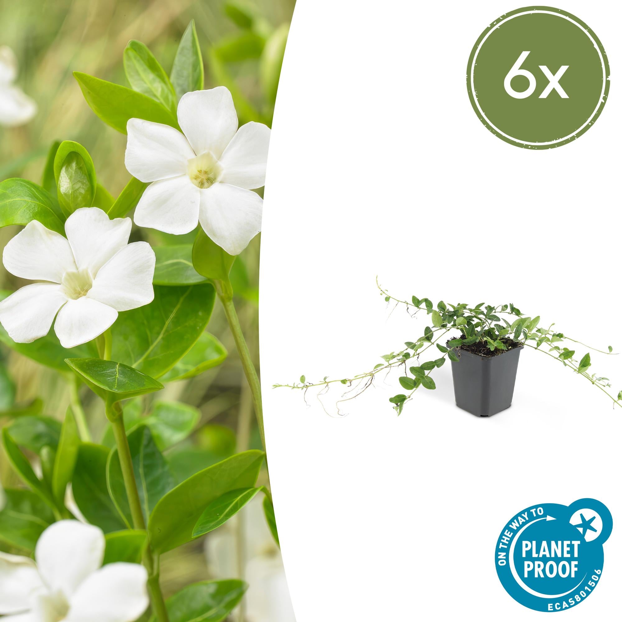 Vinca minor 'Alba' potmaat 9 cm hoogte 10 tot 25 cm