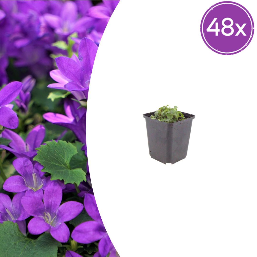 Campanula portenschlagiana potmaat 9 cm hoogte 10 tot 25 cm