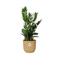 Zamioculcas – Hoogte 45-50 in ELHO Vibes Fold 14cm geel