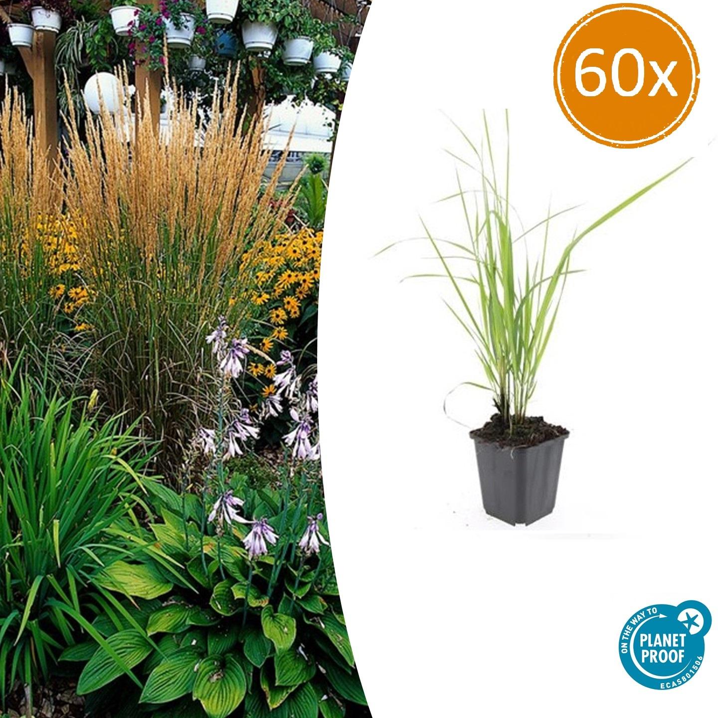 Calamagrostis acut. 'Karl Foerster' potmaat 9 cm hoogte 10 tot 25 cm