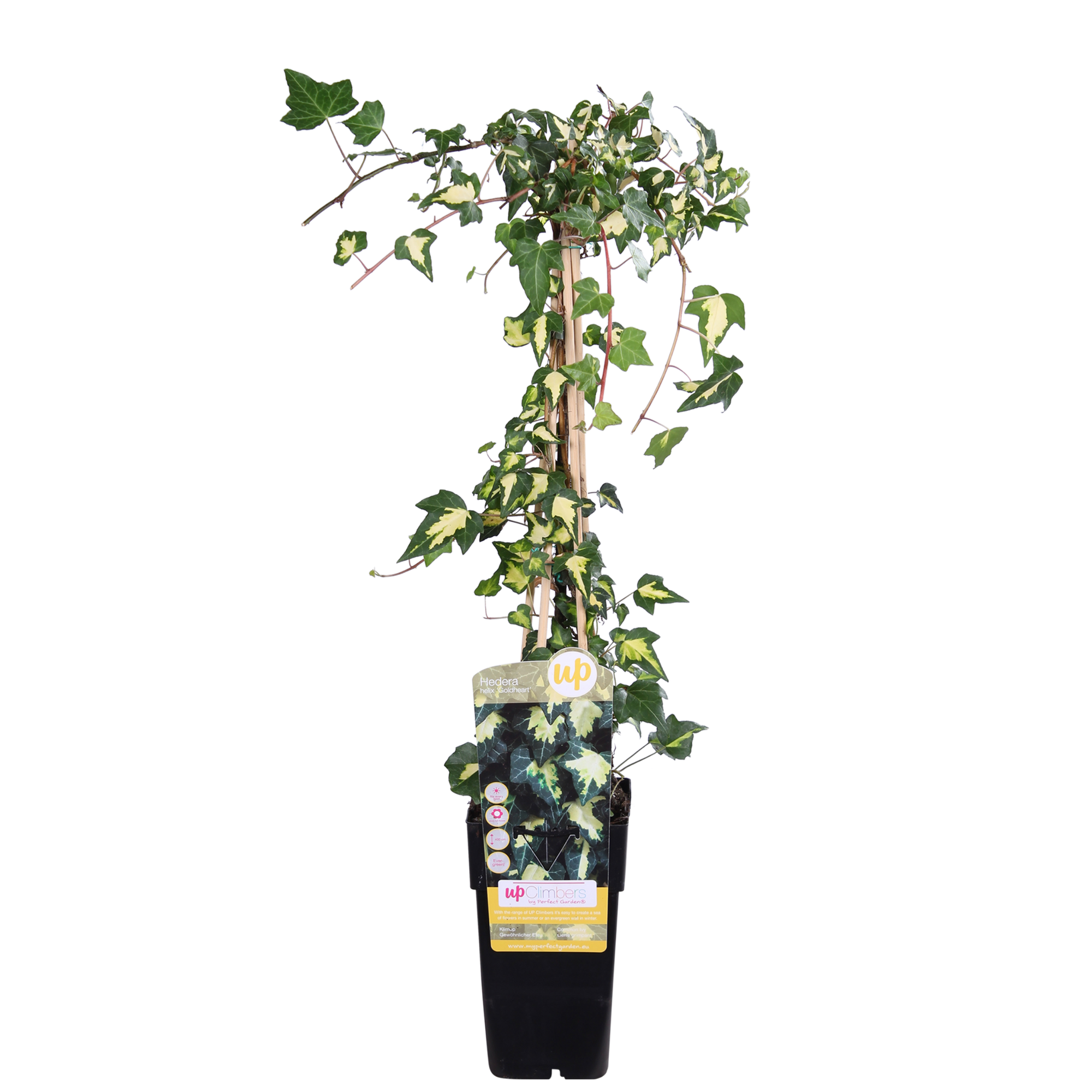 Hedera colchica 'Dentata Variegata' - Ø15cm - ↕65cm