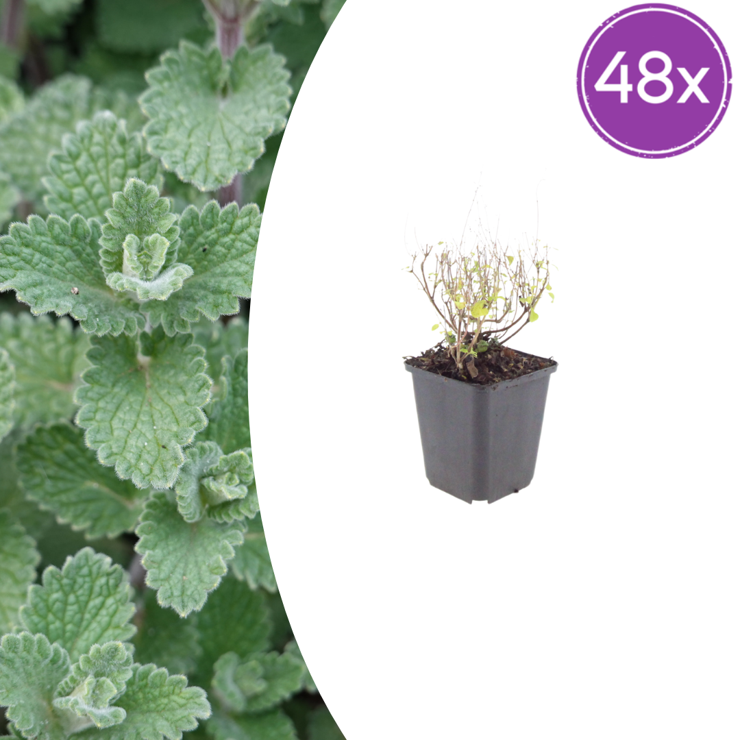 Calamintha n. nepeta potmaat 9 cm hoogte 10 tot 25 cm