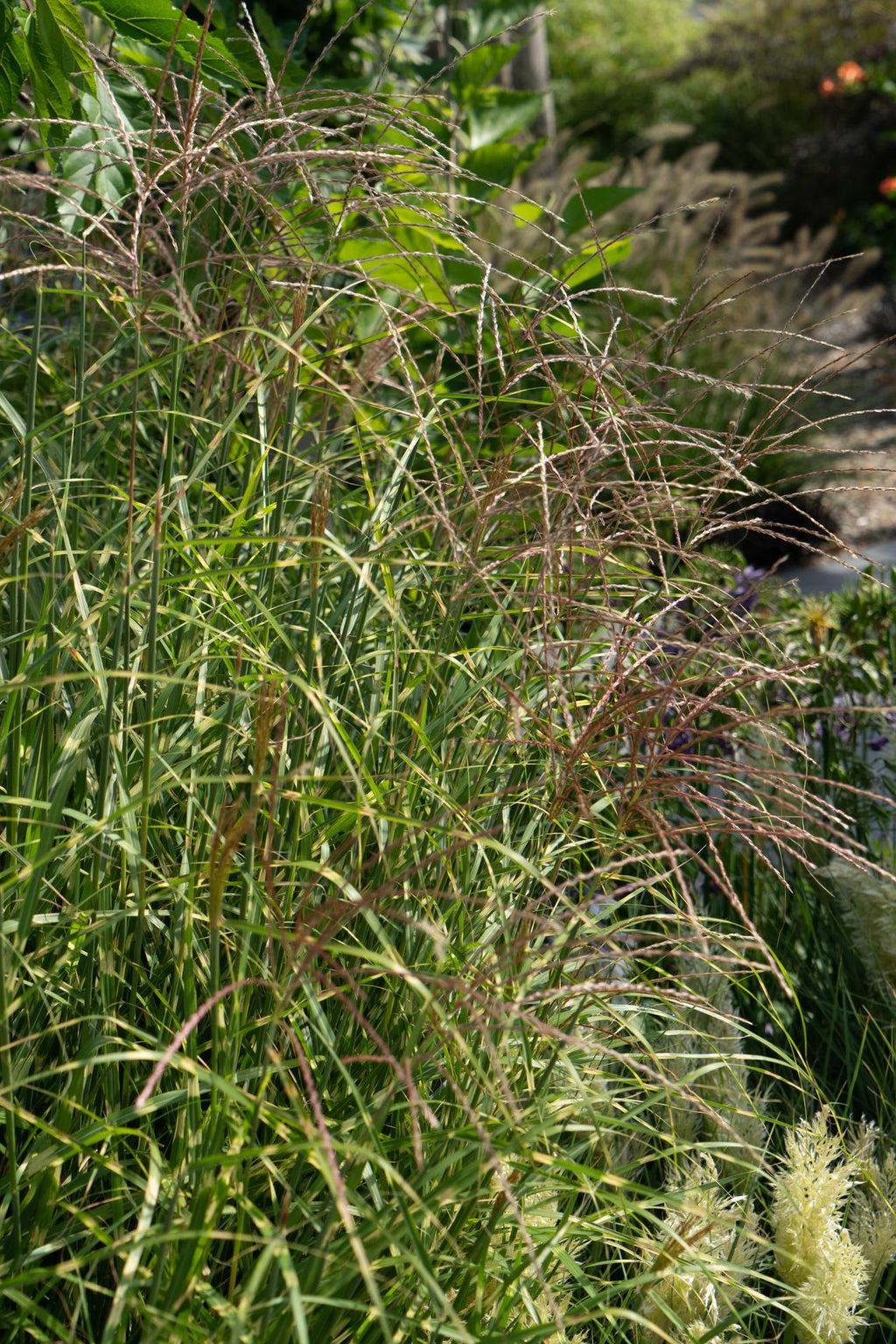 Miscanthus sinensis Strictus - Ø23cm - ↕60cm - Ø23 - ↨60cm