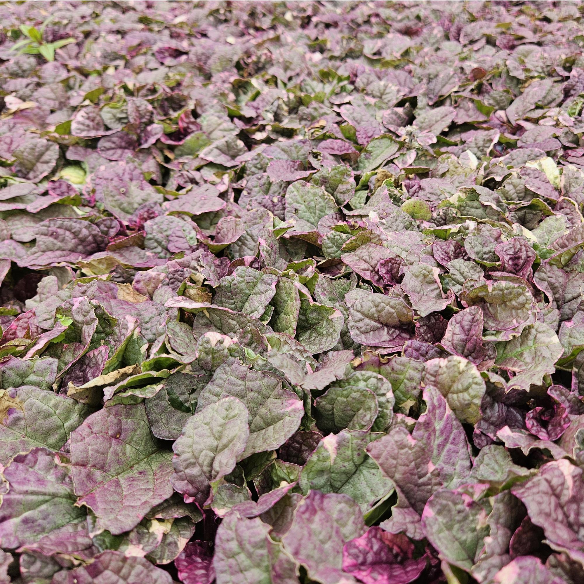 Ajuga reptans 'Burgundy Glow' potmaat 9 cm hoogte 10 tot 25 cm