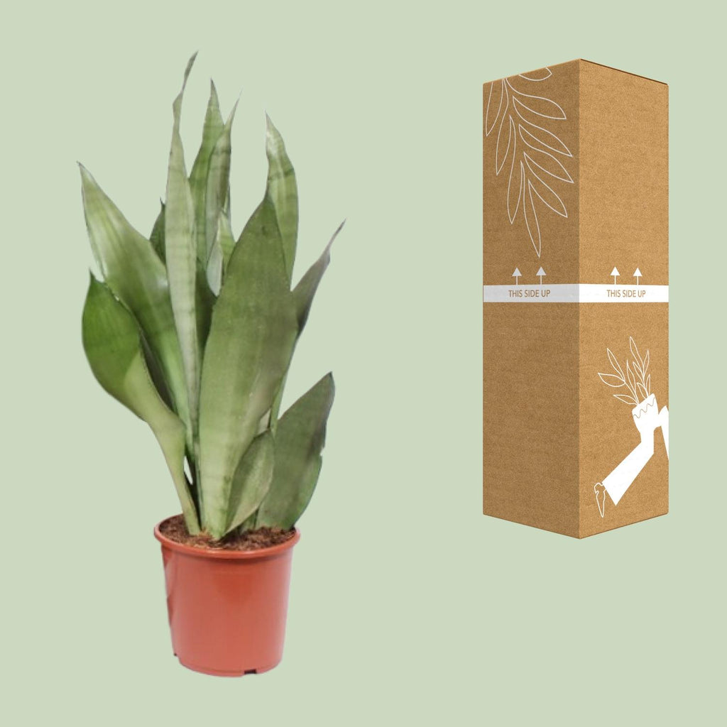 Sansevieria Moonshine - Ø17cm - ↕60cm