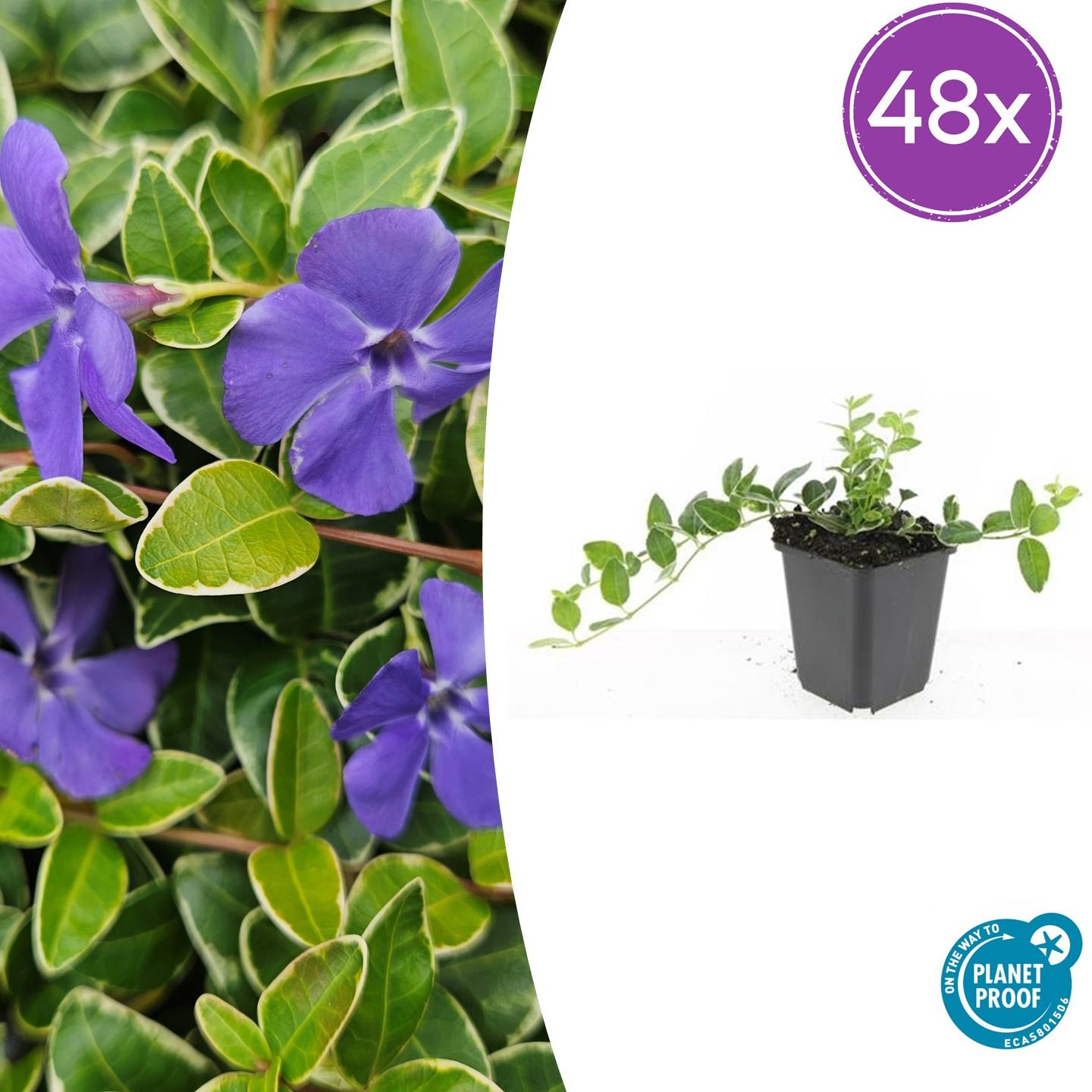 Vinca minor 'Argenteovariegata' potmaat 9 cm hoogte 10 tot 25 cm