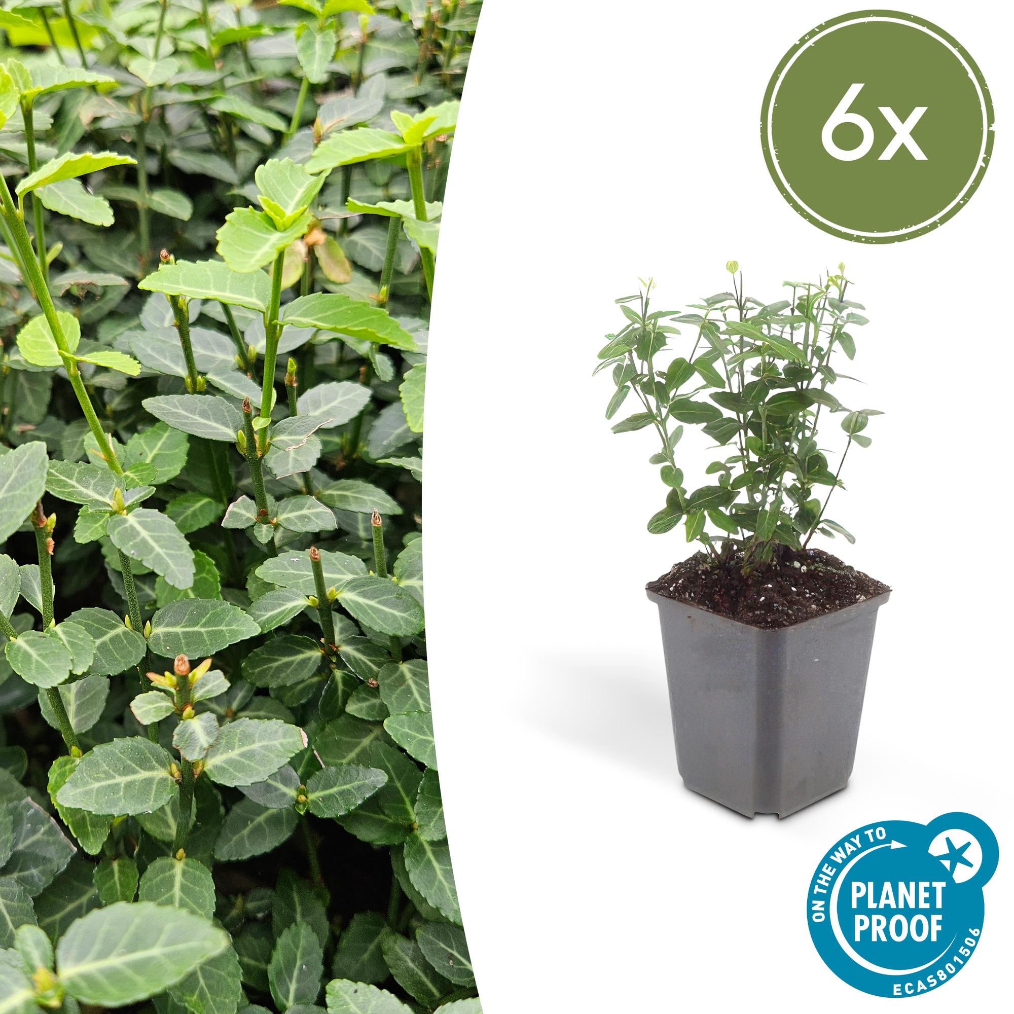 Euonymus fortunei radicans potmaat 9 cm hoogte 10 tot 25 cm