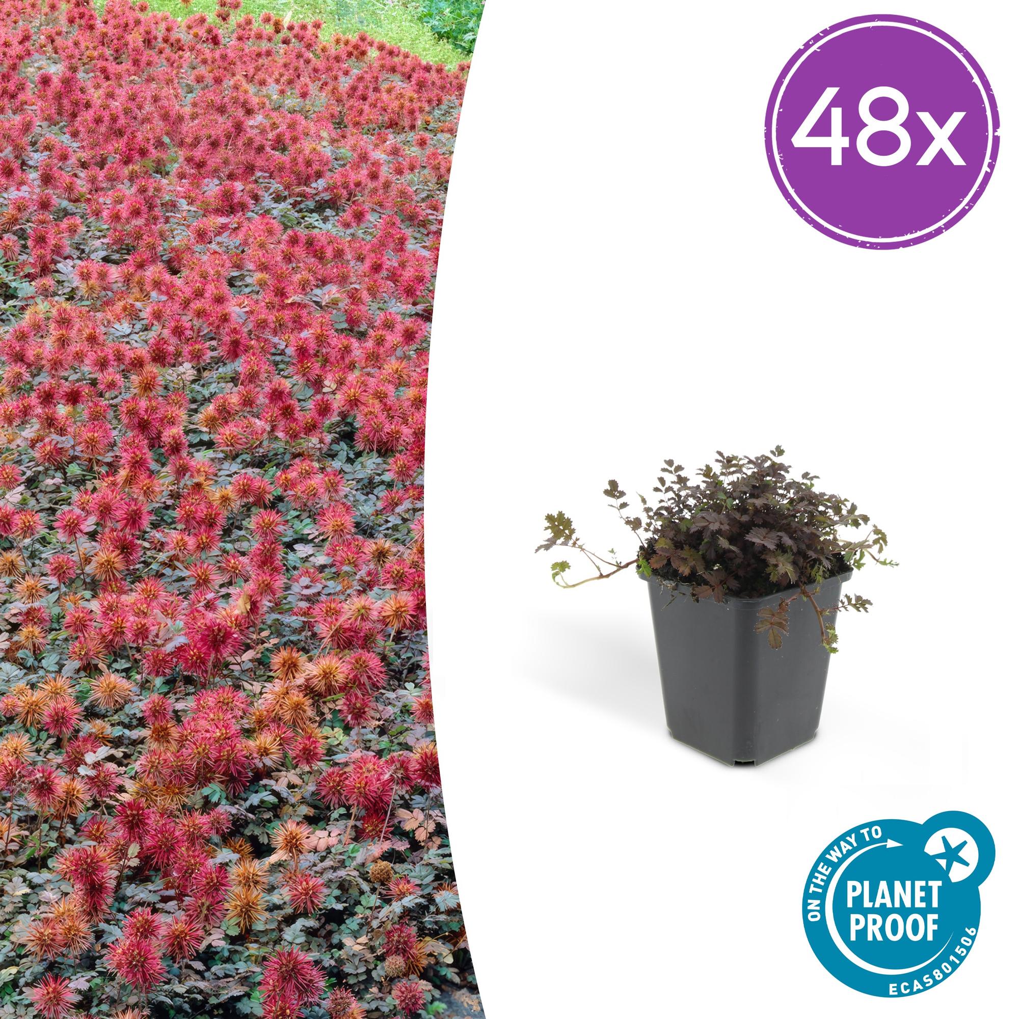 Acaena microphylla 'Kupferteppich' potmaat 9 cm hoogte 10 tot 25 cm