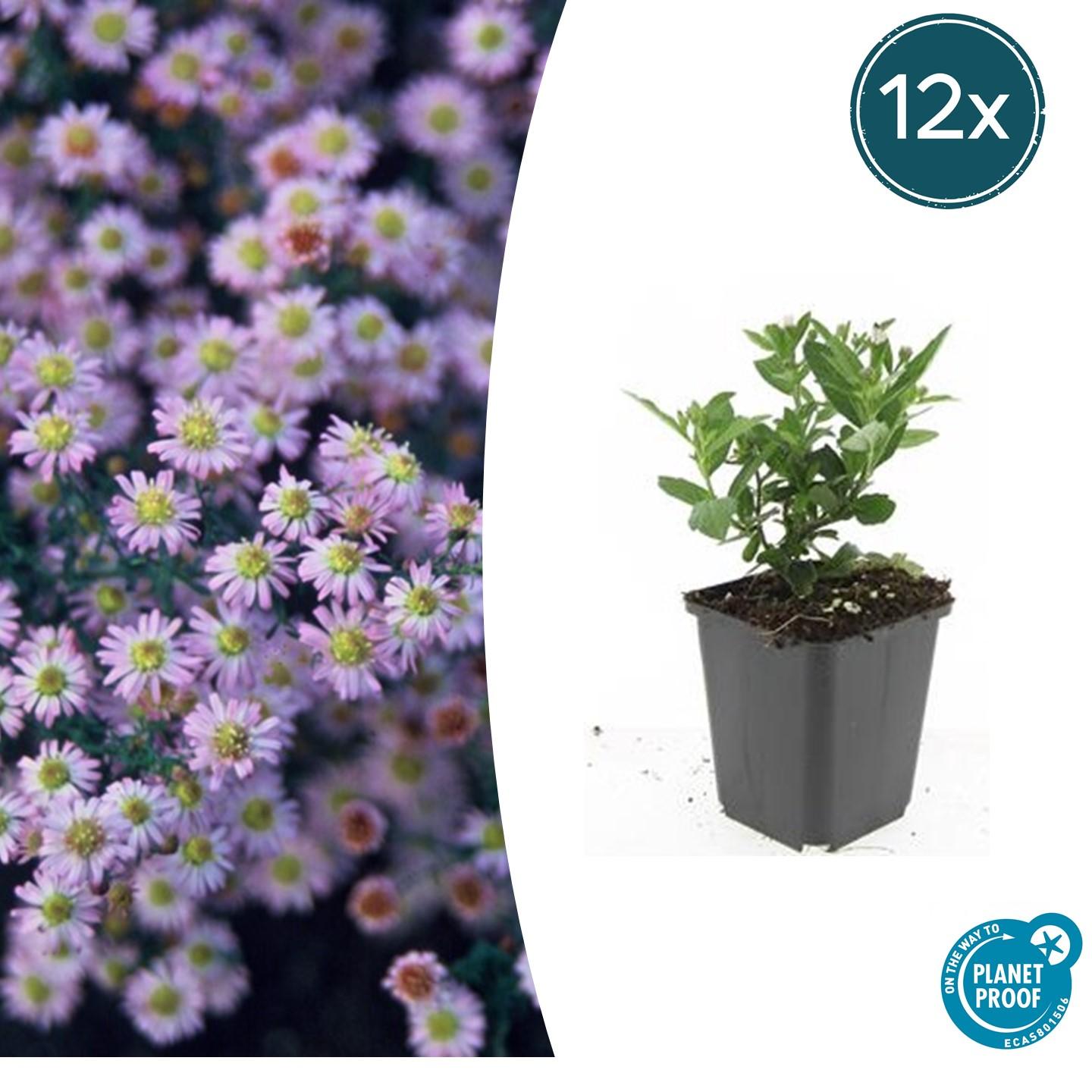 Aster ageratoides 'Stardust' potmaat 9 cm hoogte 10 tot 25 cm