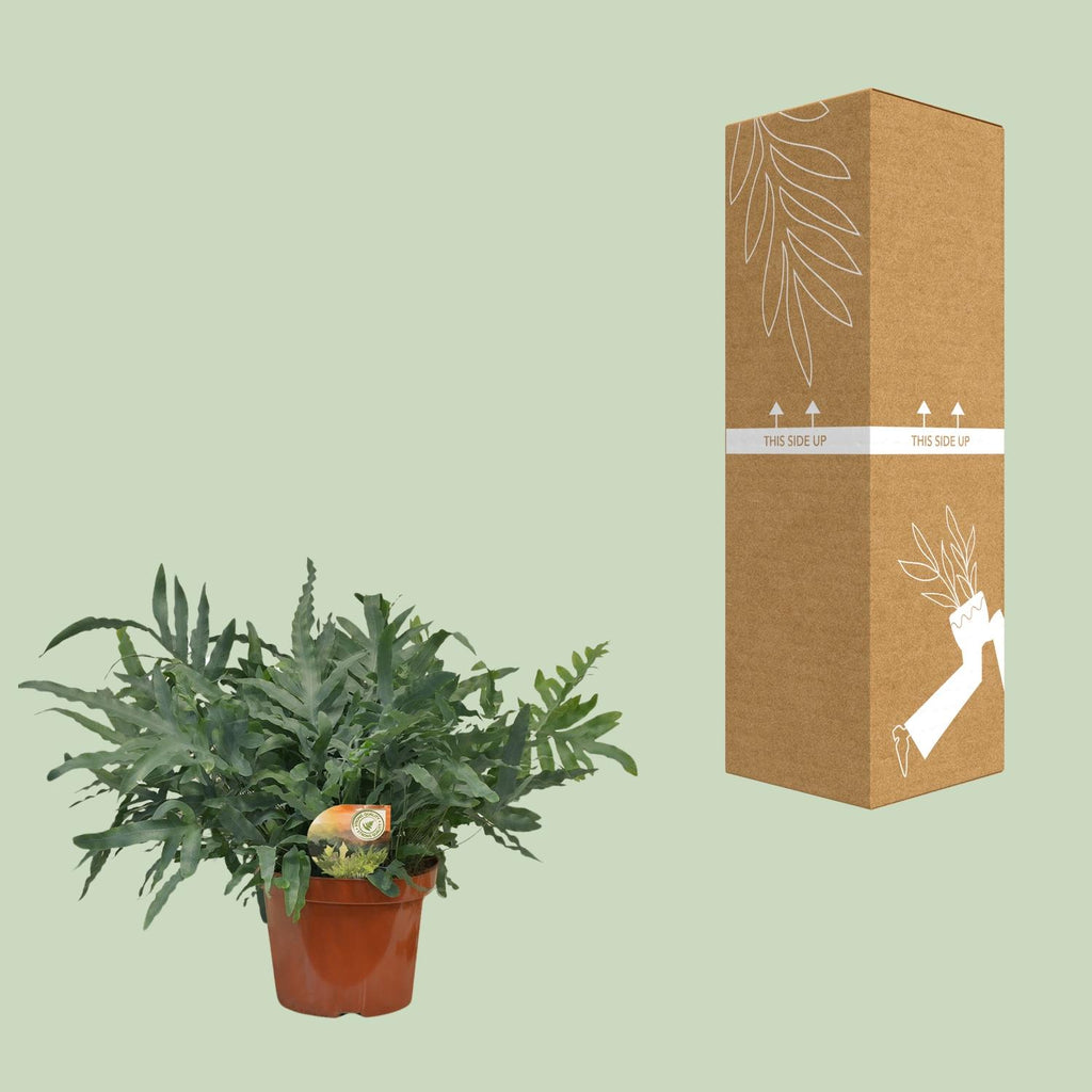 Phlebodium Blue Star - Ø26cm - ↕80cm