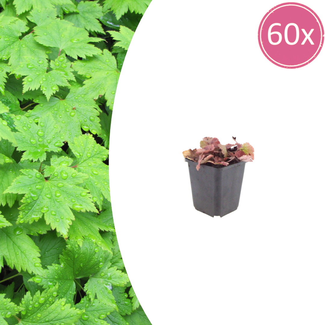 Tiarella cordifolia potmaat 9 cm hoogte 10 tot 25 cm