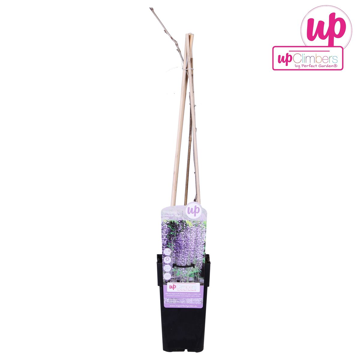 Wisteria floribunda 'Naga Noda' - Paarse regen - Ø15cm - ↕65cm