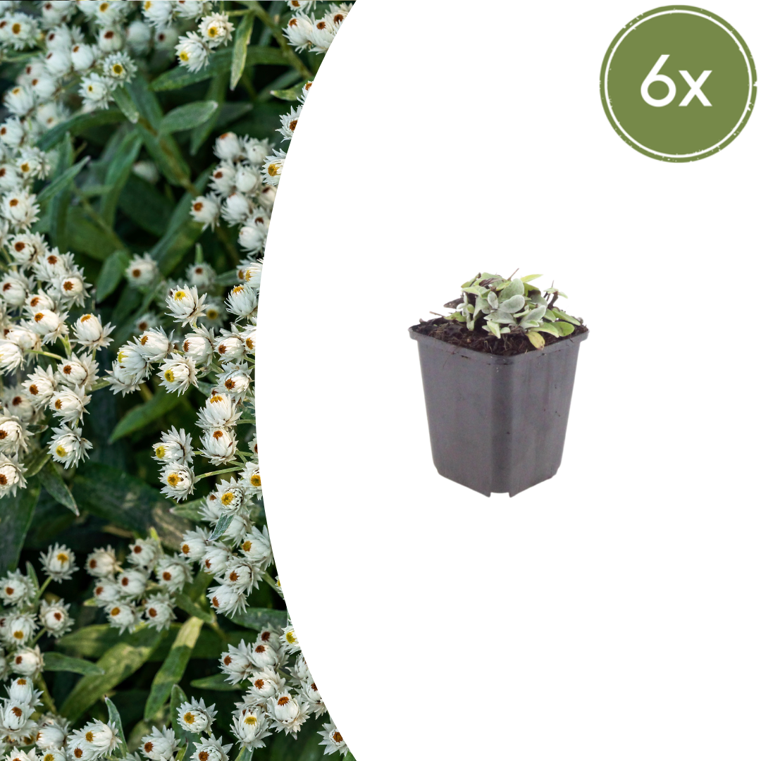Anaphalis triplinervis potmaat 9 cm hoogte 10 tot 25 cm