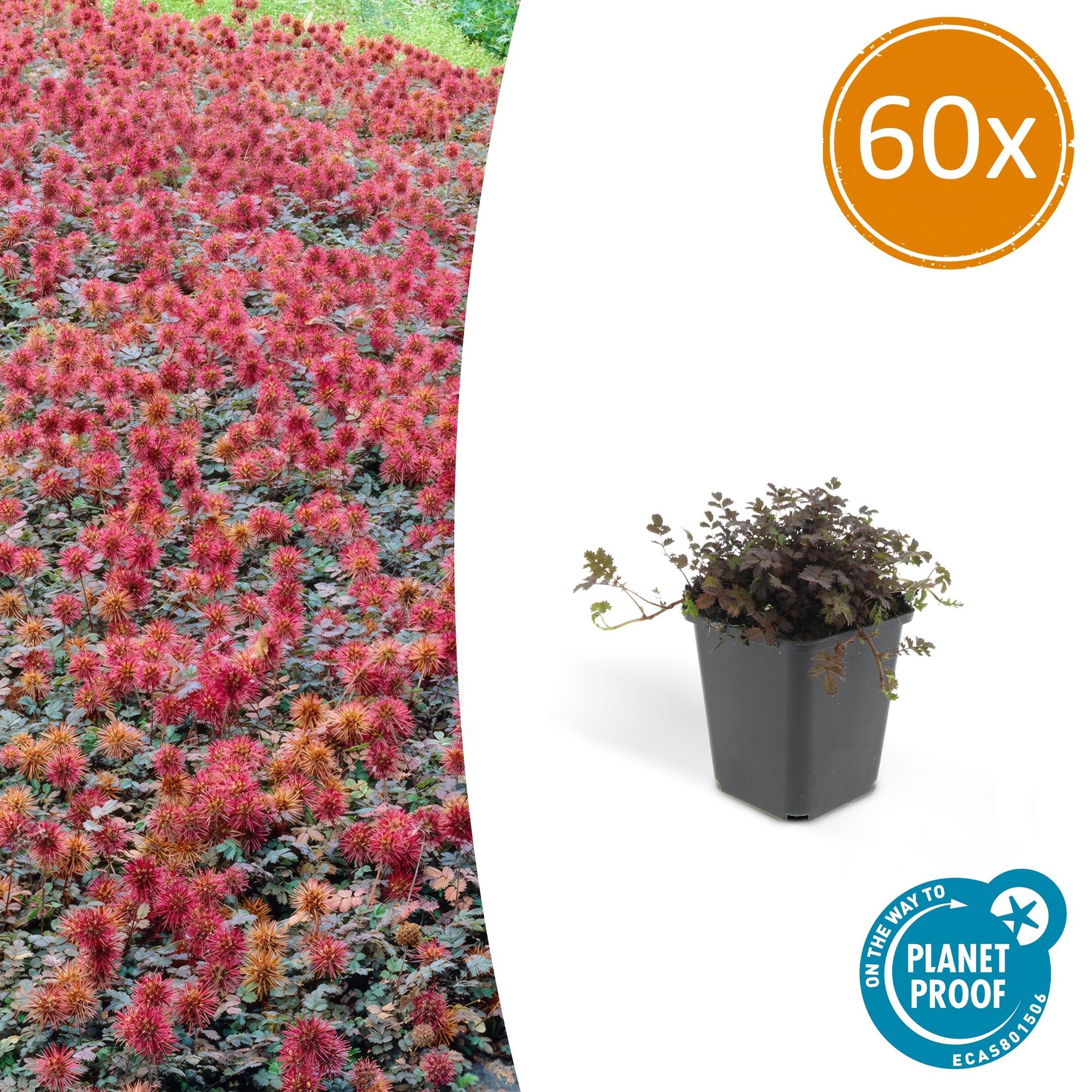 Acaena microphylla 'Kupferteppich' potmaat 9 cm hoogte 10 tot 25 cm