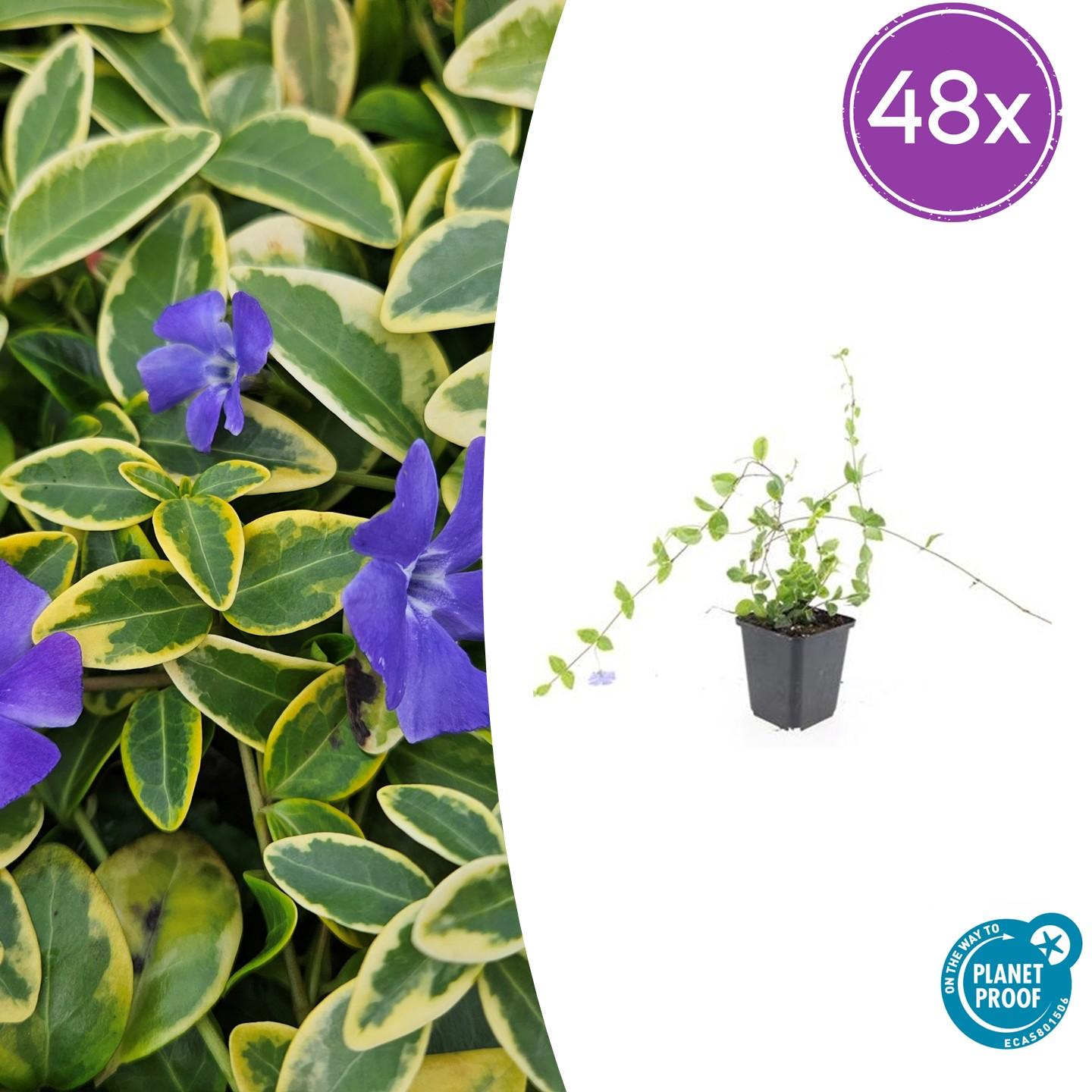 Vinca minor 'Blue and Gold' potmaat 9 cm hoogte 10 tot 25 cm