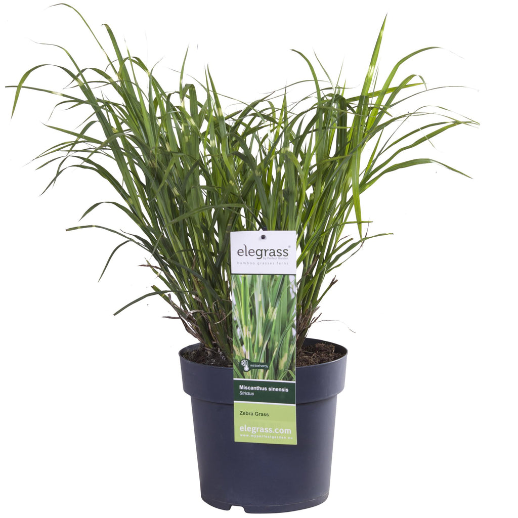 Miscanthus sinensis Strictus - Ø23cm - ↕60cm - Ø23 - ↨60cm