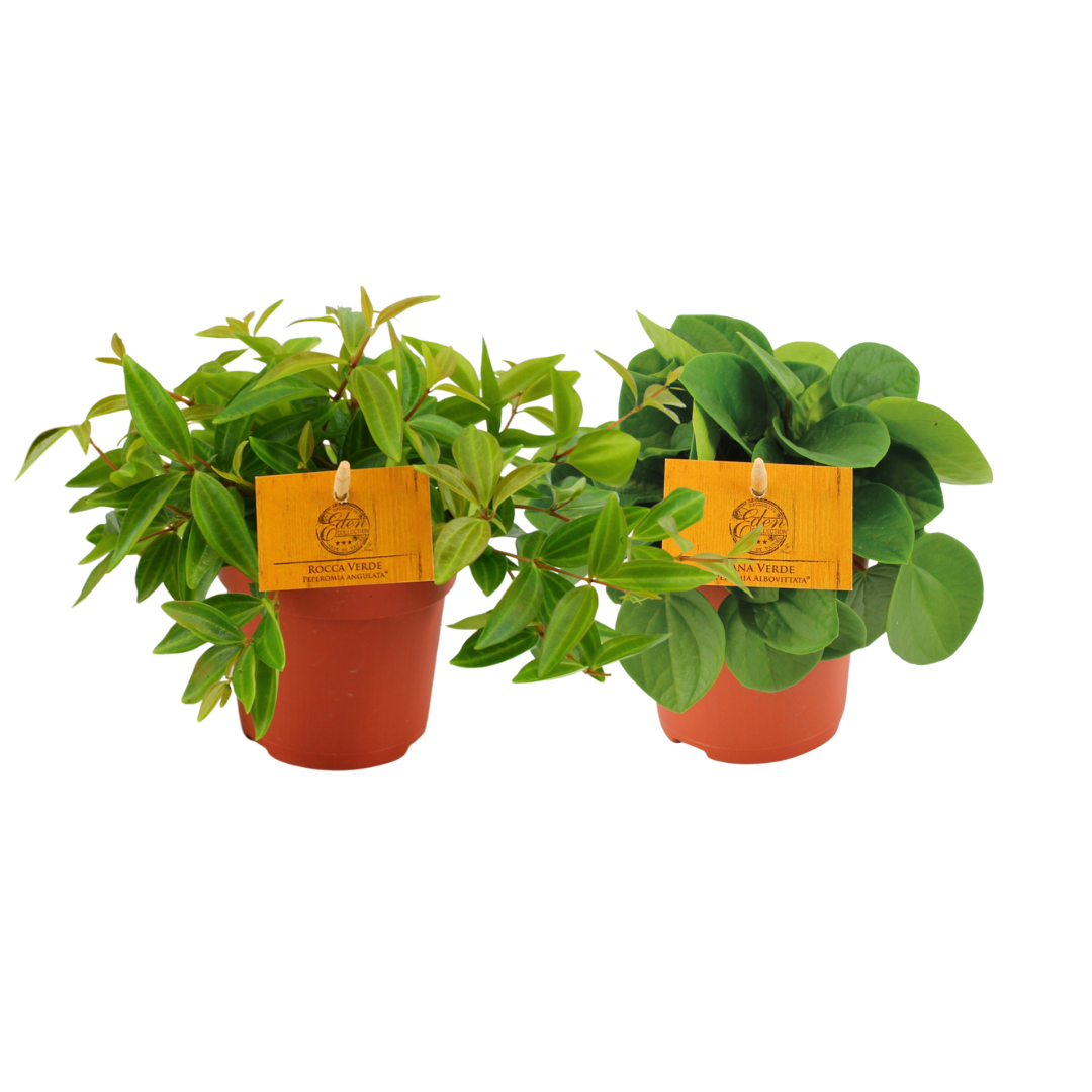 Peperomia Duo B (2 stuks) potmaat 11 cm hoogte 15 cm