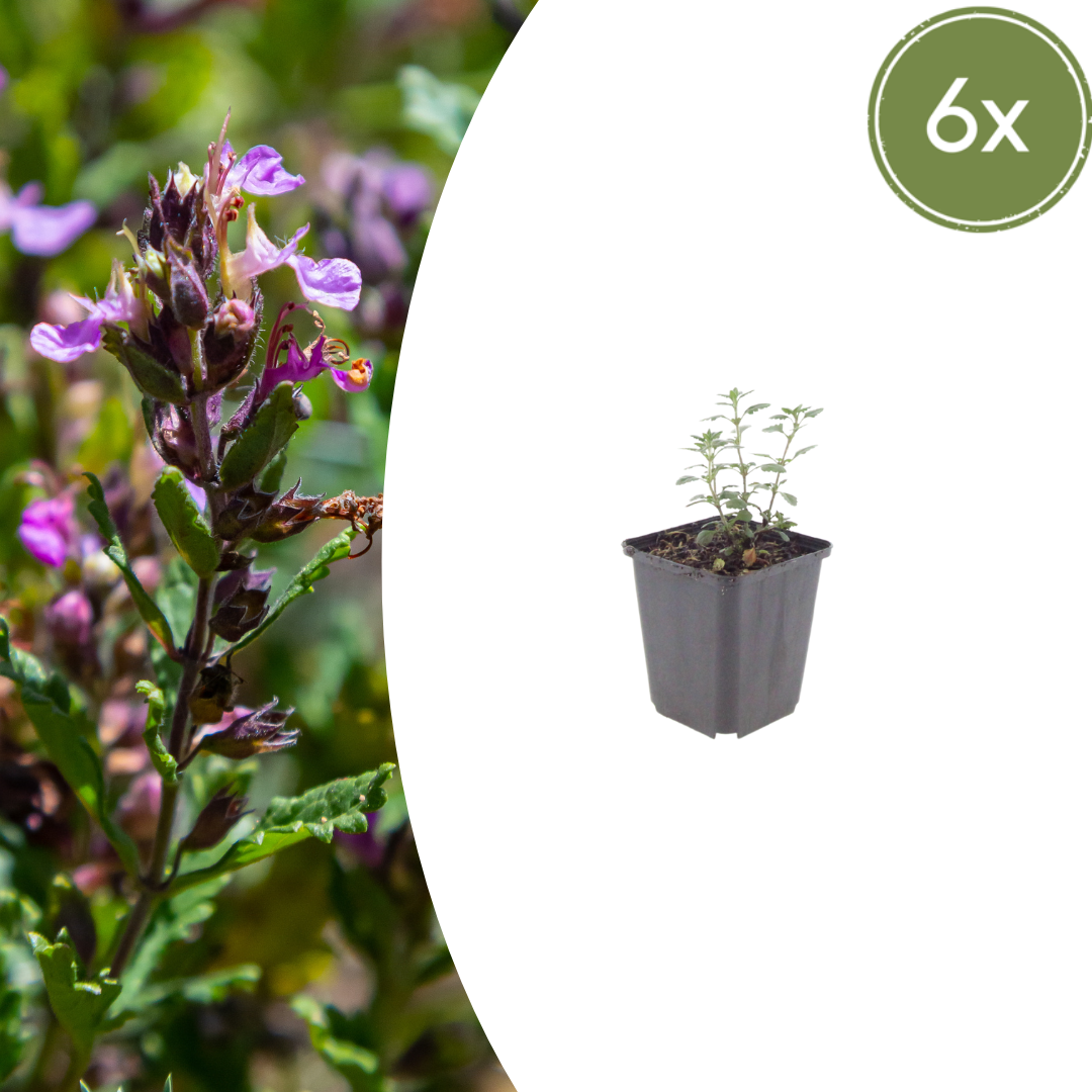 Teucrium lucidrys potmaat 9 cm hoogte 10 tot 25 cm