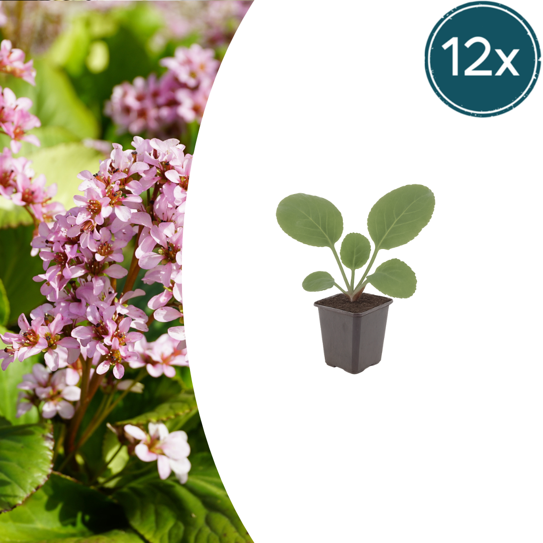 Bergenia cordifolia potmaat 9 cm hoogte 10 tot 25 cm