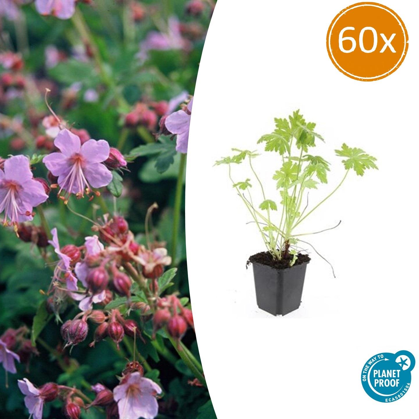 Geranium macrorrhizum potmaat 9 cm hoogte 10 tot 25 cm
