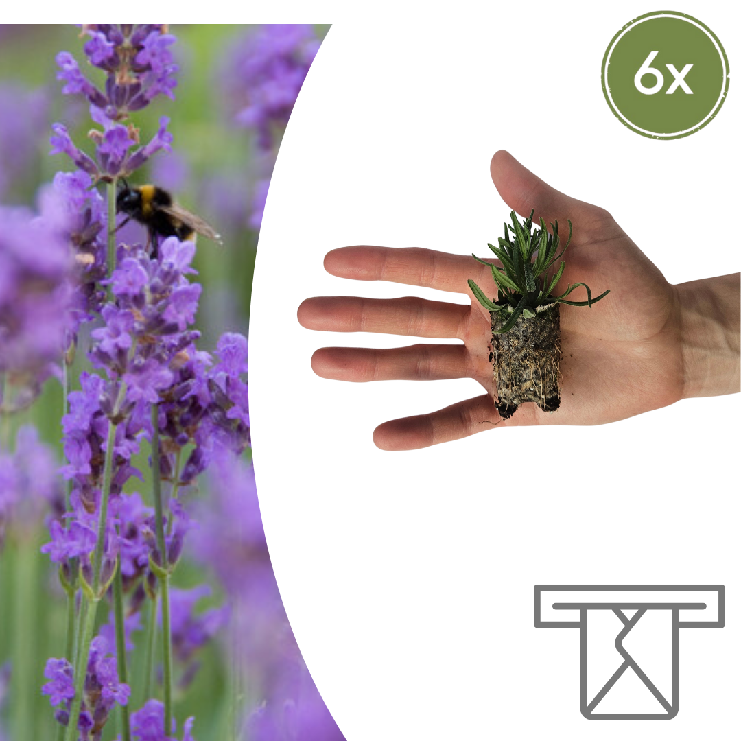 Lavandula 'Munstead' Zelf Kweken (plug) (6 stuks) potmaat 3 cm hoogte 4 cm