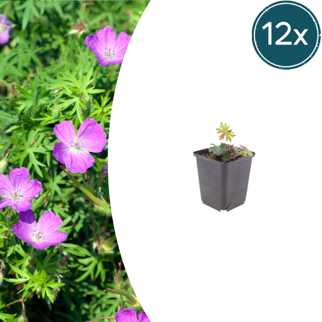 Geranium sanguineum potmaat 9 cm hoogte 10 tot 25 cm