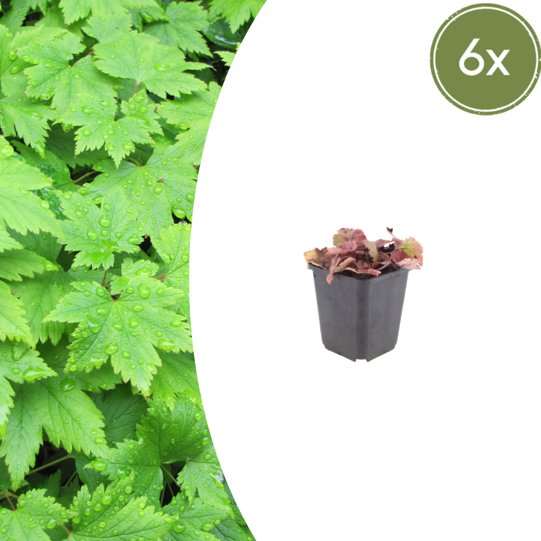 Tiarella cordifolia potmaat 9 cm hoogte 10 tot 25 cm