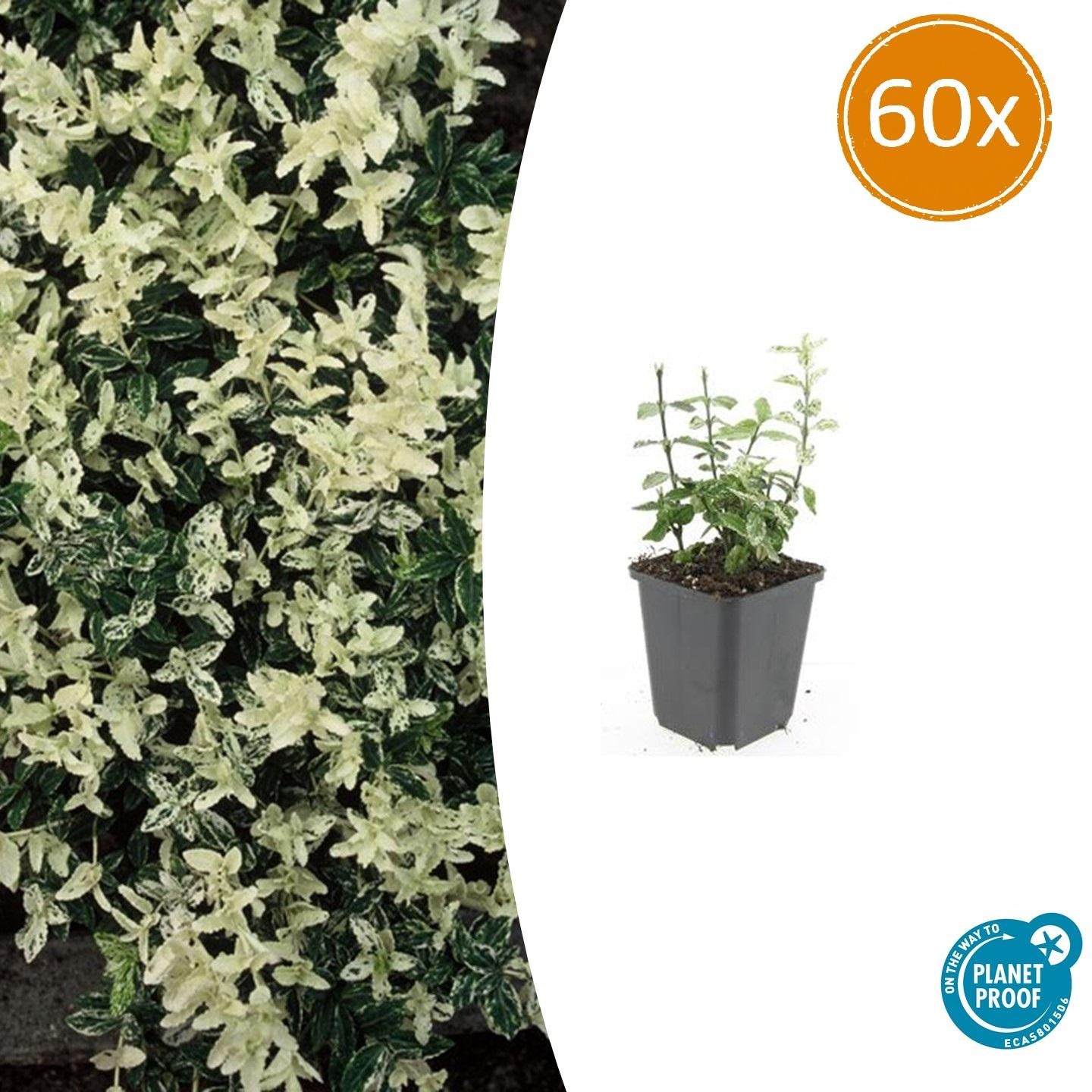 Euonymus fort. 'Harlequin' potmaat 9 cm hoogte 10 tot 25 cm