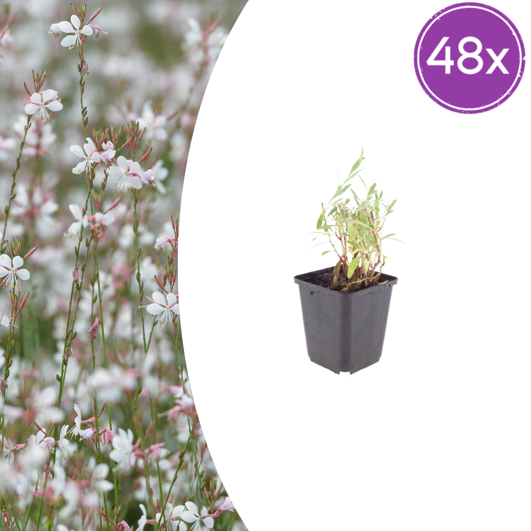 Gaura lindheimeri potmaat 9 cm hoogte 10 tot 25 cm