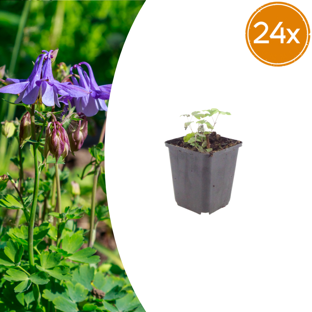 Aquilegia vulgaris potmaat 9 cm hoogte 10 tot 25 cm