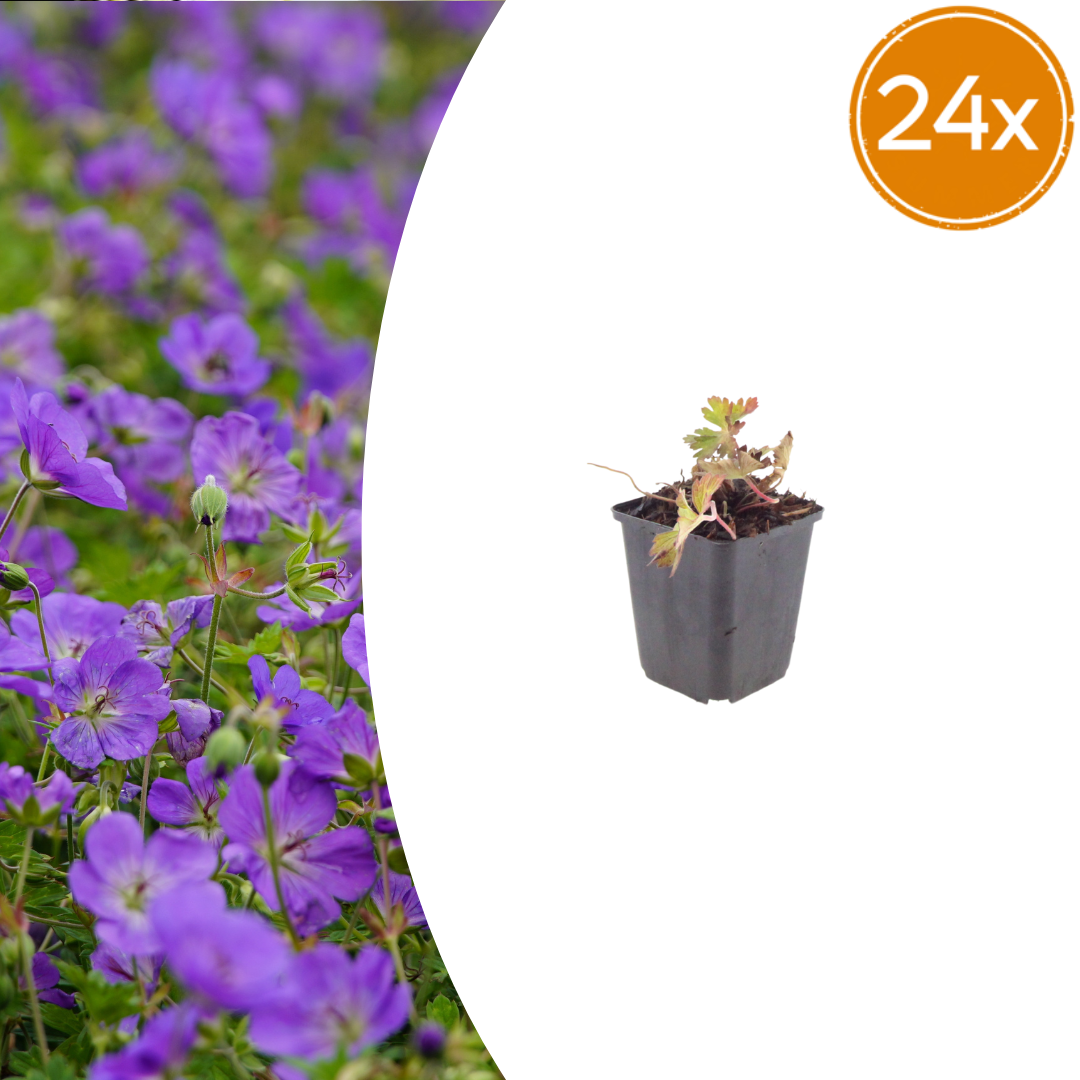 Geranium 'Azure Rush' potmaat 9 cm hoogte 10 tot 25 cm