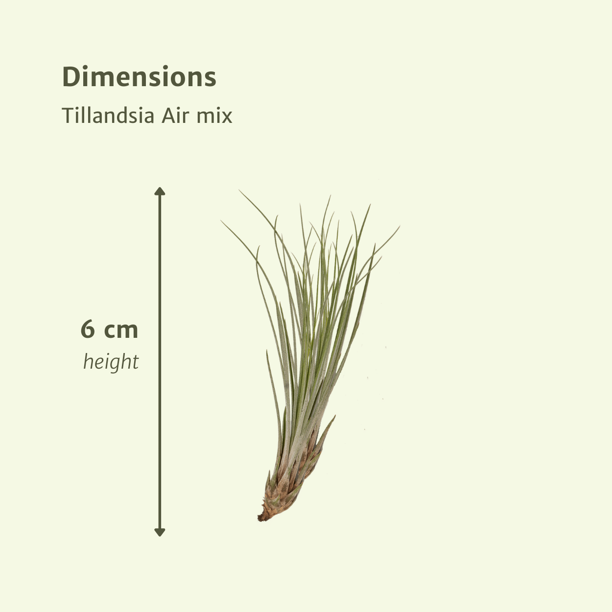 Tillandsia Air mix - 20 stuks - 6 cm - ø6