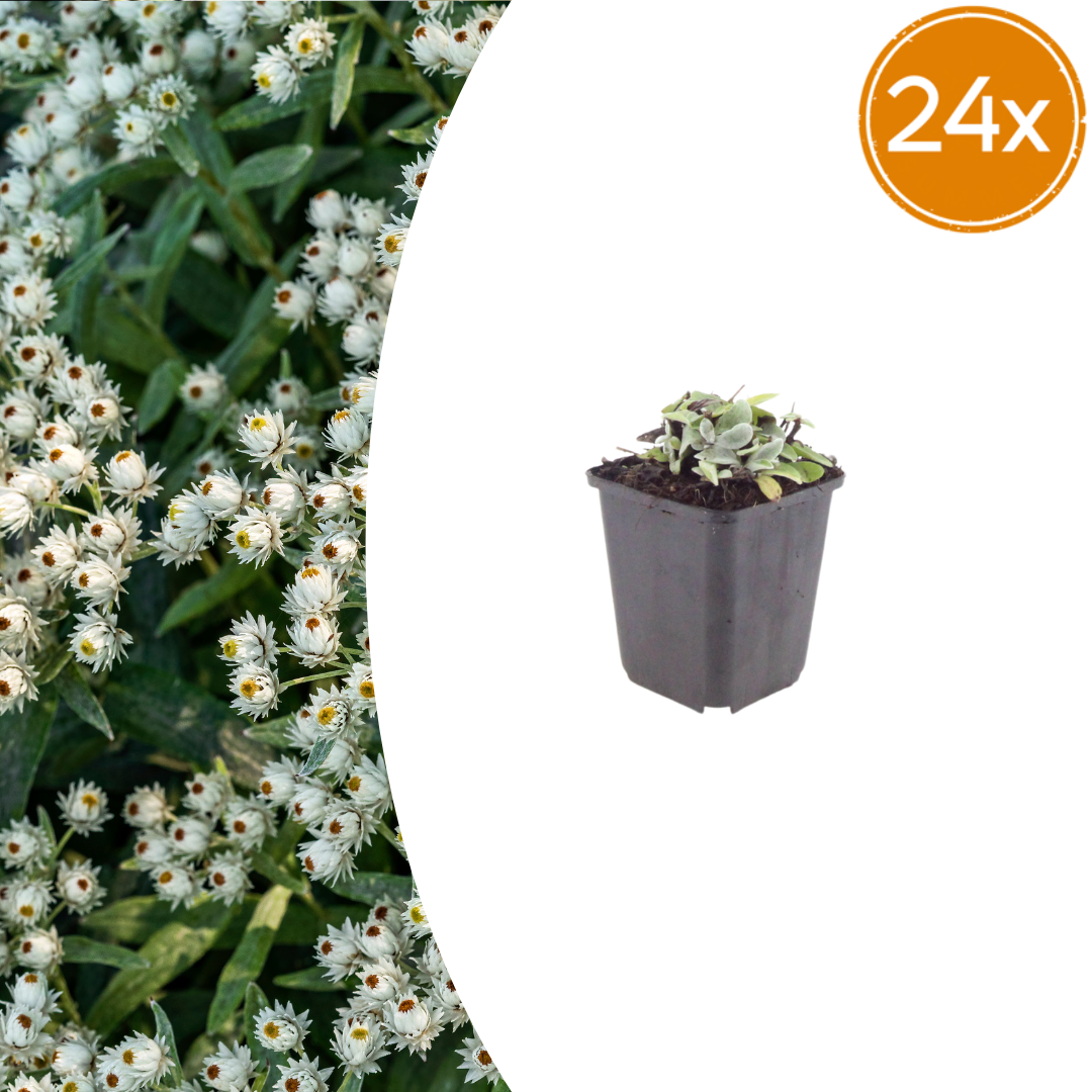 Anaphalis triplinervis potmaat 9 cm hoogte 10 tot 25 cm